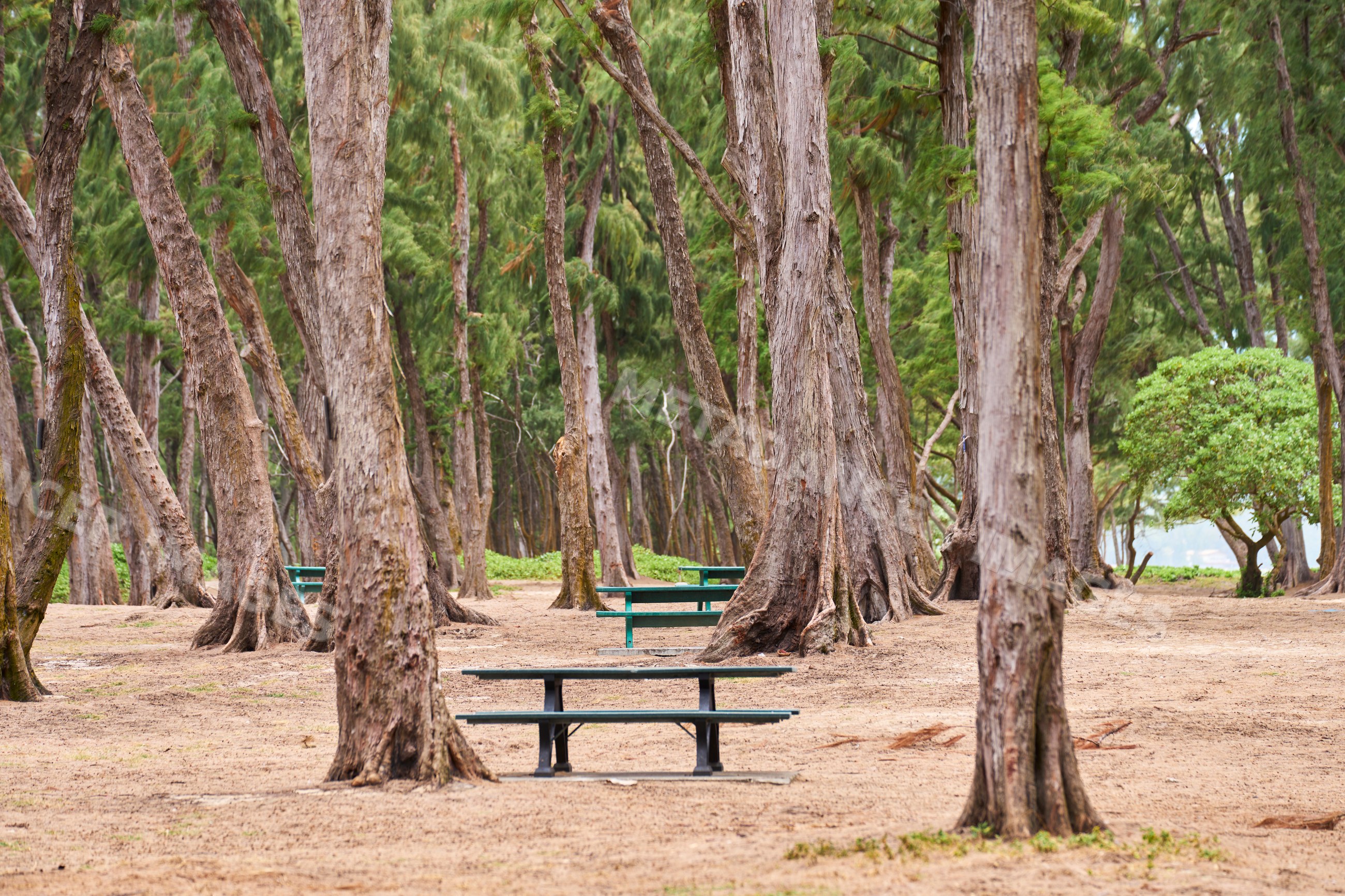 Picnic tables set in a forested park with tall trees in a park