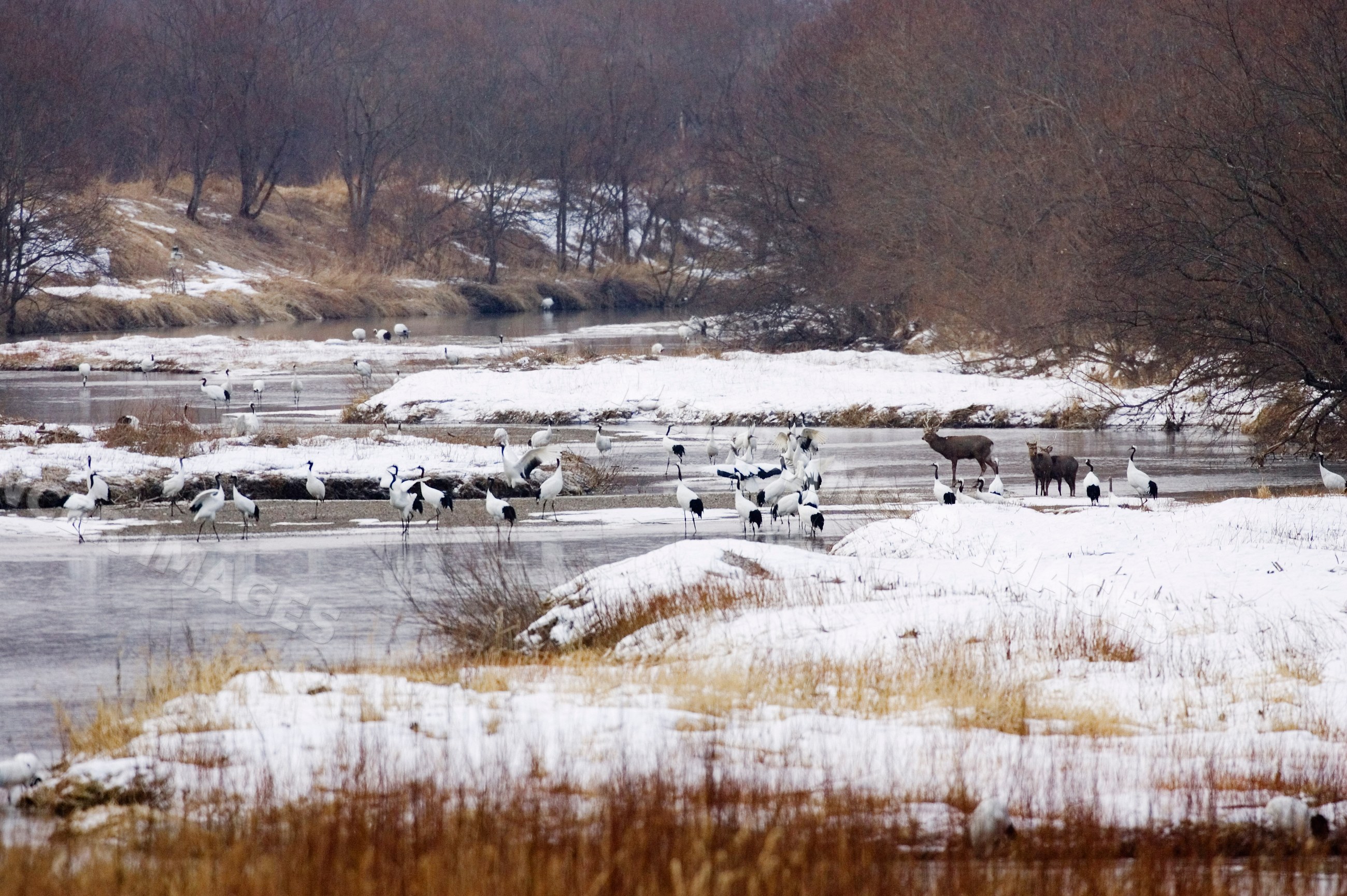 Red crowned cranes and sika deer in snowy river landscape japan