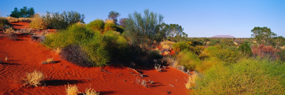 Dune with desert shrubs near ayers rock australia