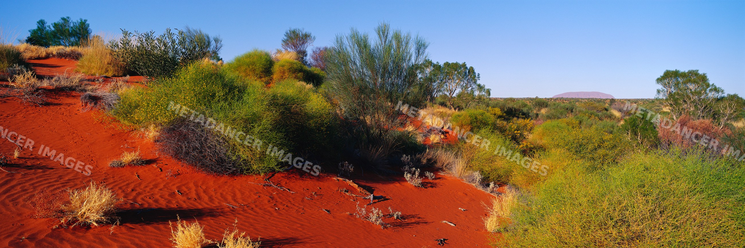 Dune with desert shrubs near ayers rock australia