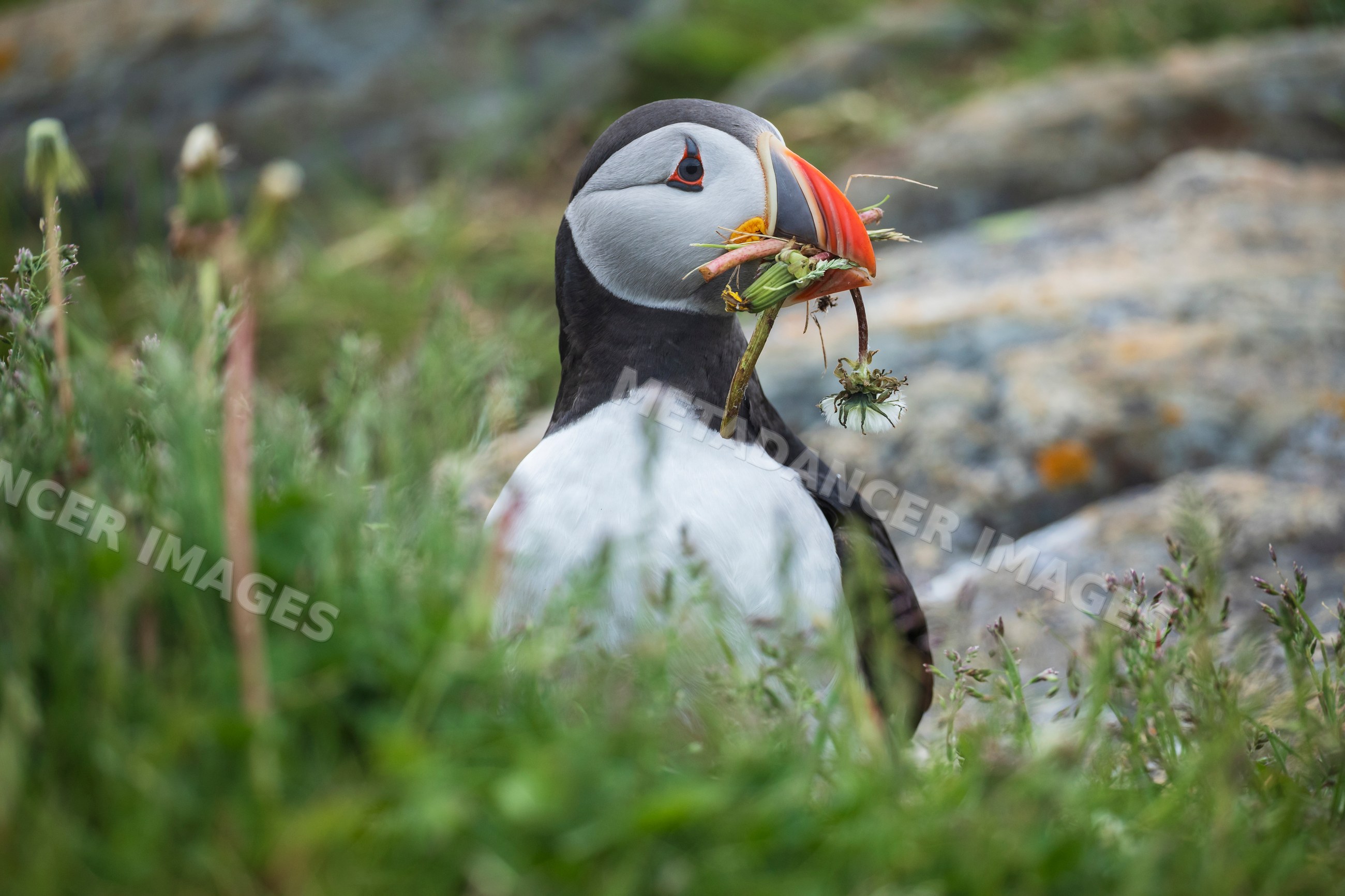 Male Puffin gathering plant material