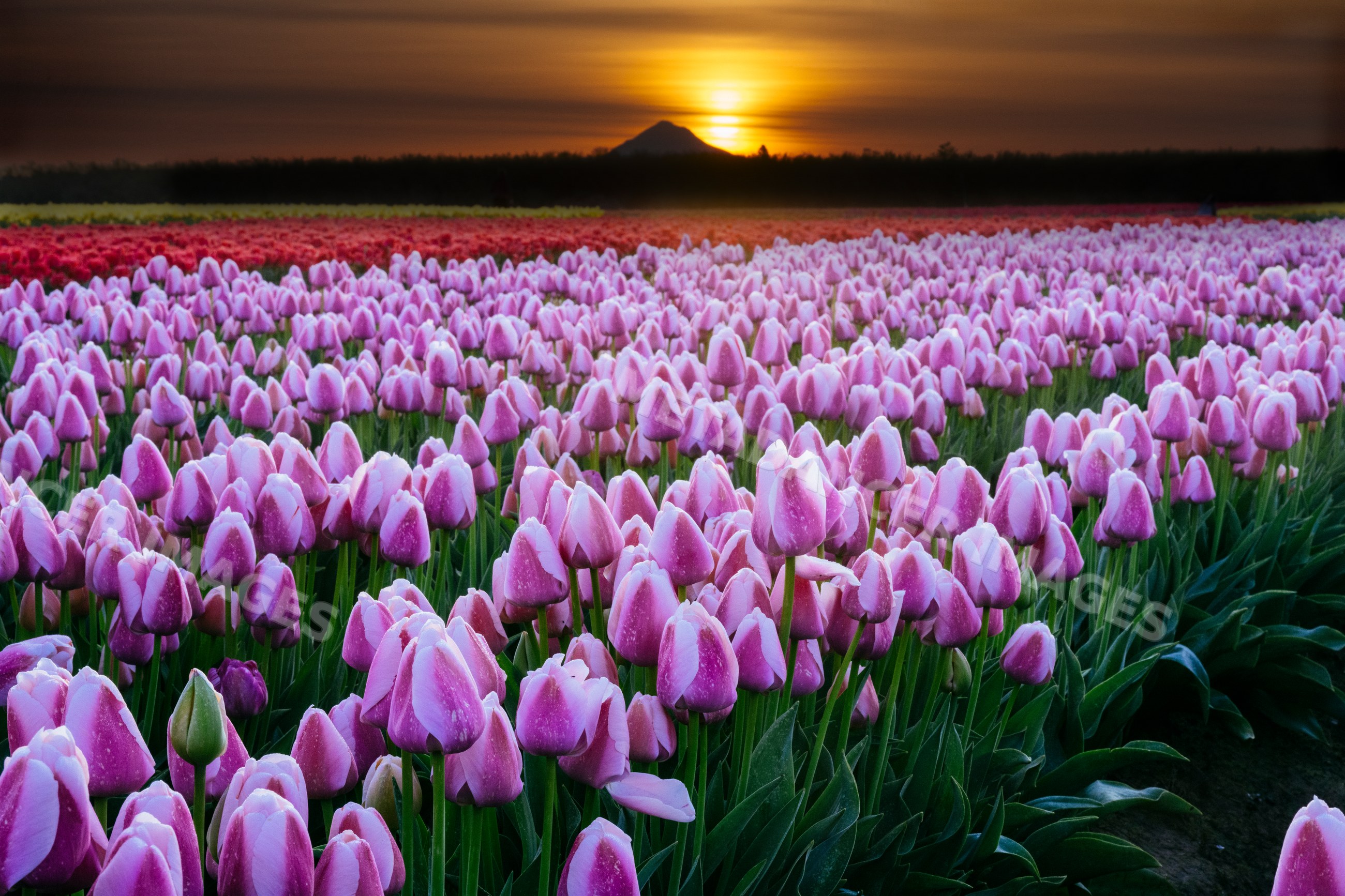 Field of tulips blooming at sunset in USA with mountain silhouette