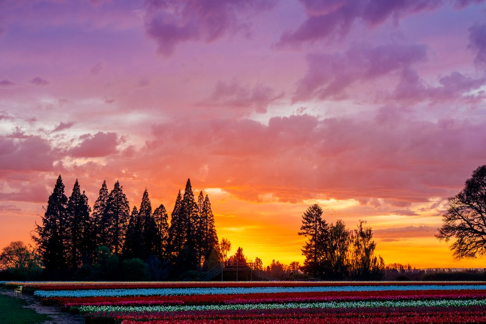 Sunset over colorful tulip field with rows of flowers