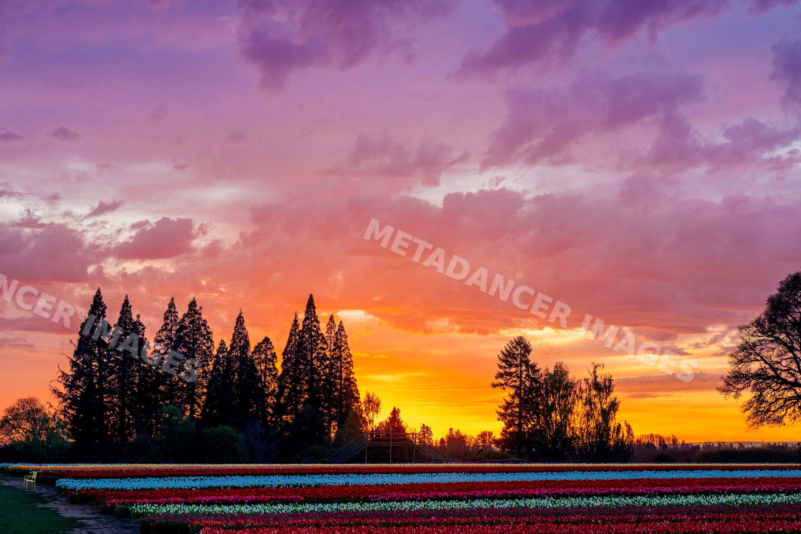 Sunset over colorful tulip field with rows of flowers