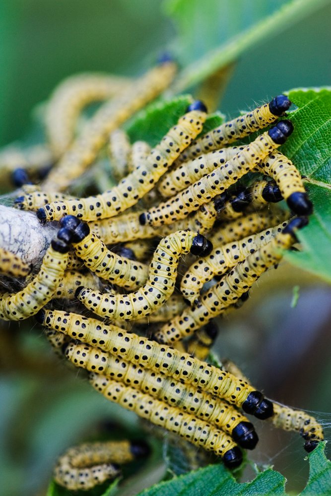 Caterpillars clustered on branch with green leaves in Texas outdoors