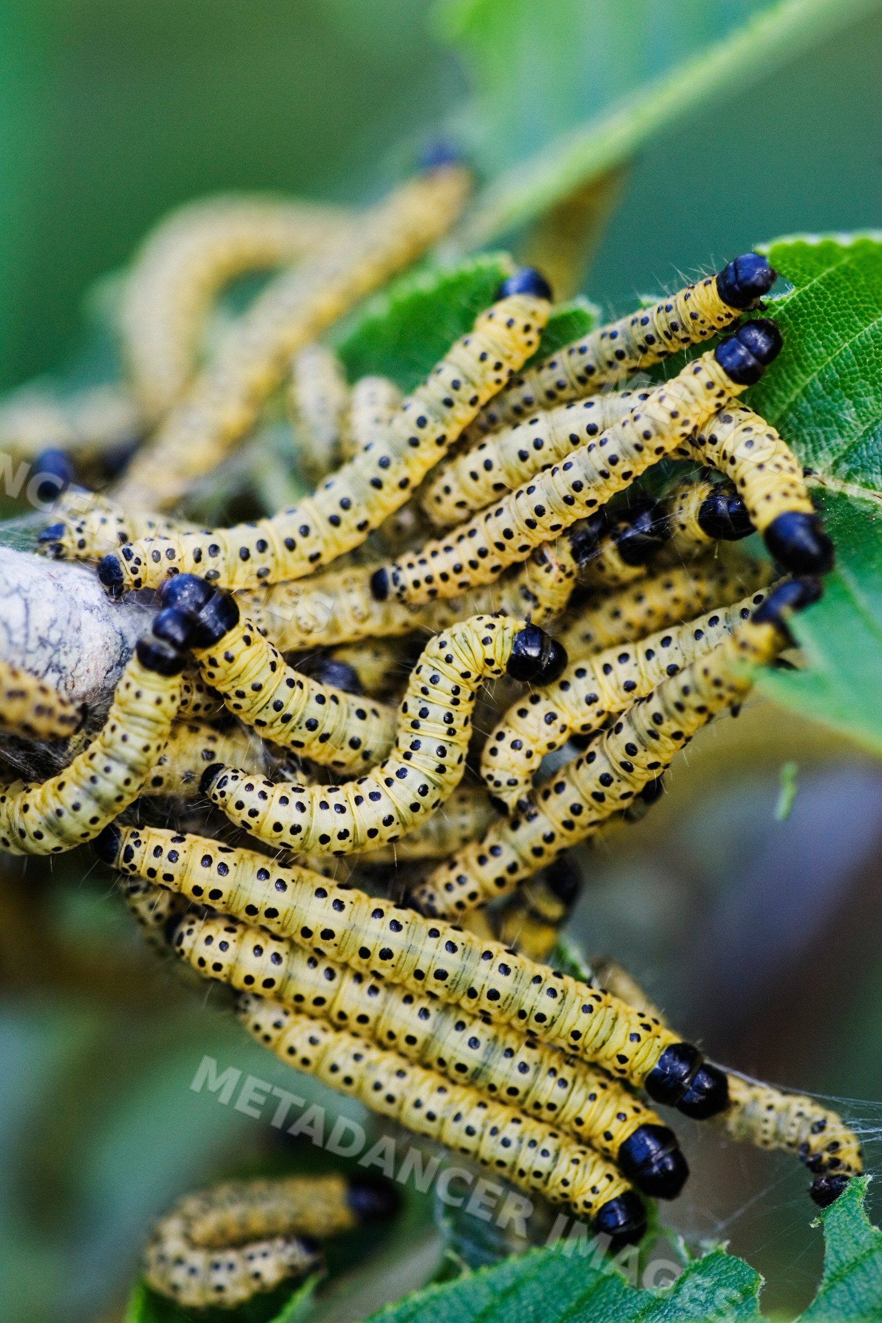Caterpillars clustered on branch with green leaves in Texas outdoors
