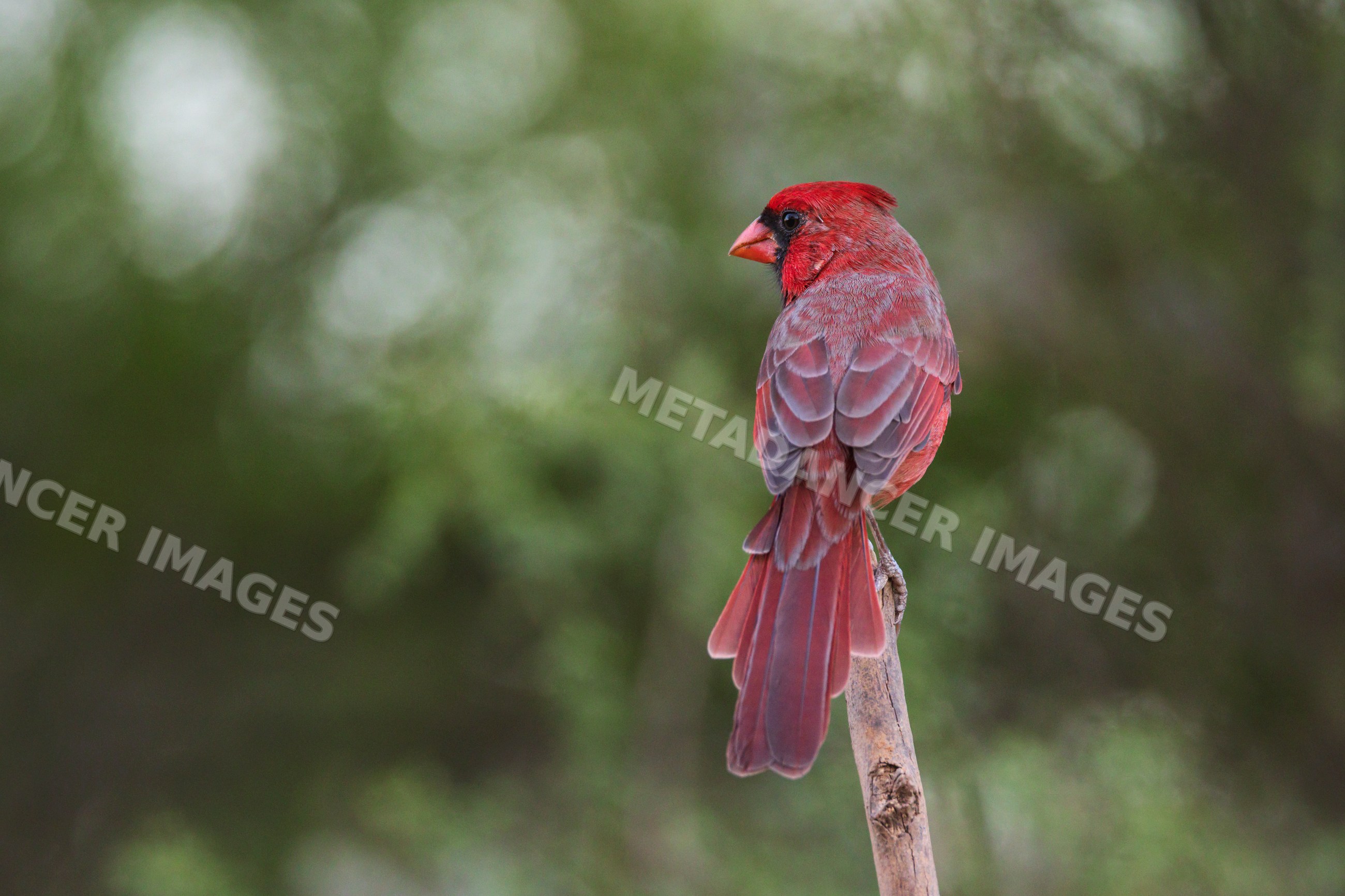 Male Cardinal perched at Dusk on santa clara Ranch