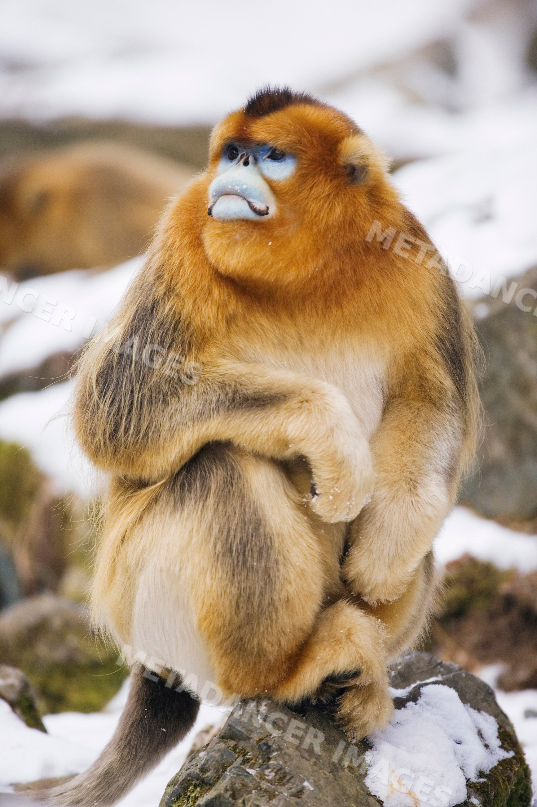 Golden monkey sitting on rock, shaanxi province, china