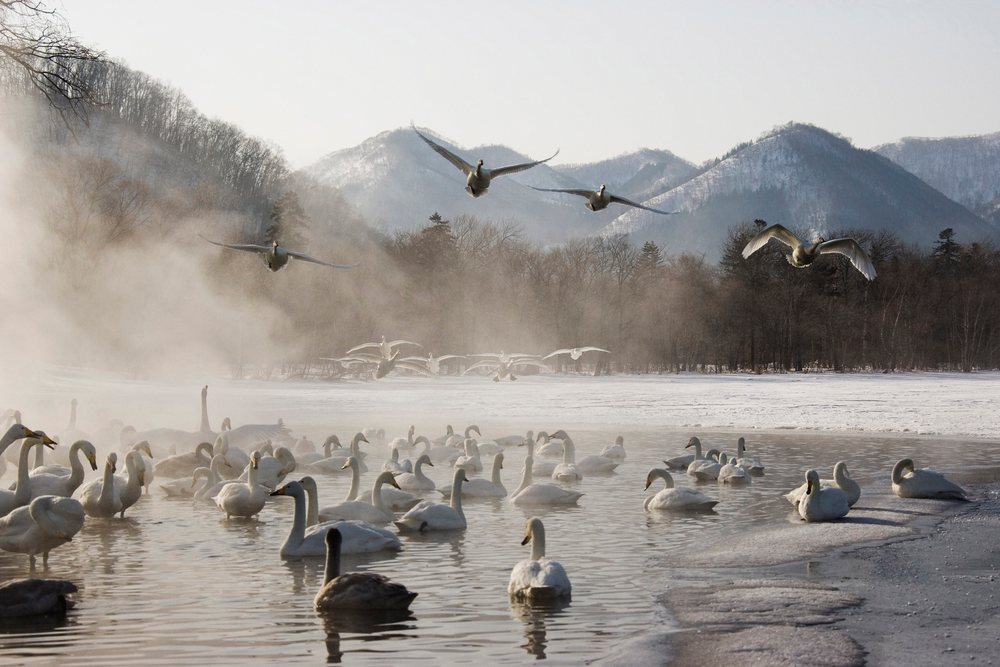 Whooper swans flying and swimming in winter lake japan
