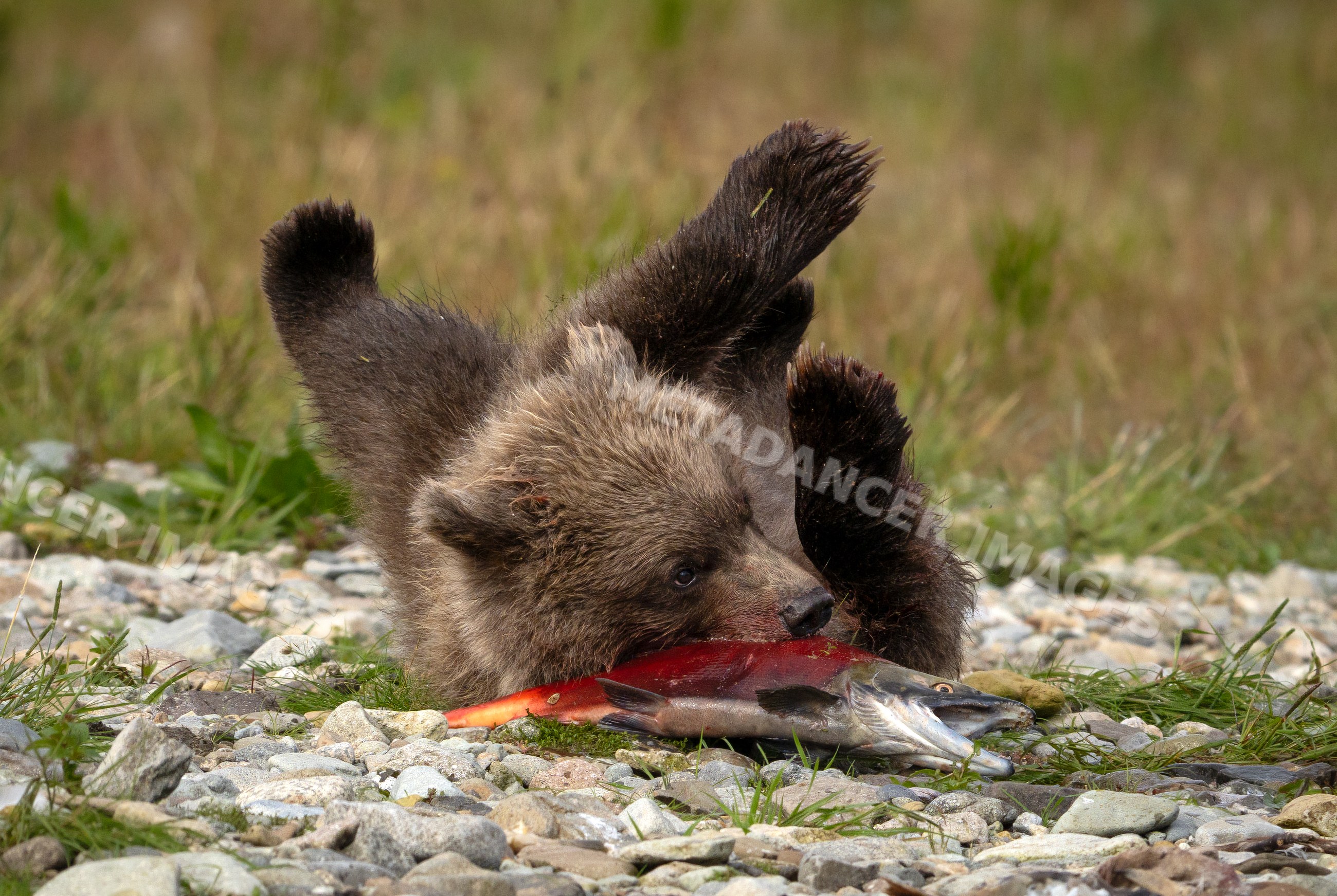 Alaskan Brown bear cub feeding on salmon at Katmai National Park Alaska
