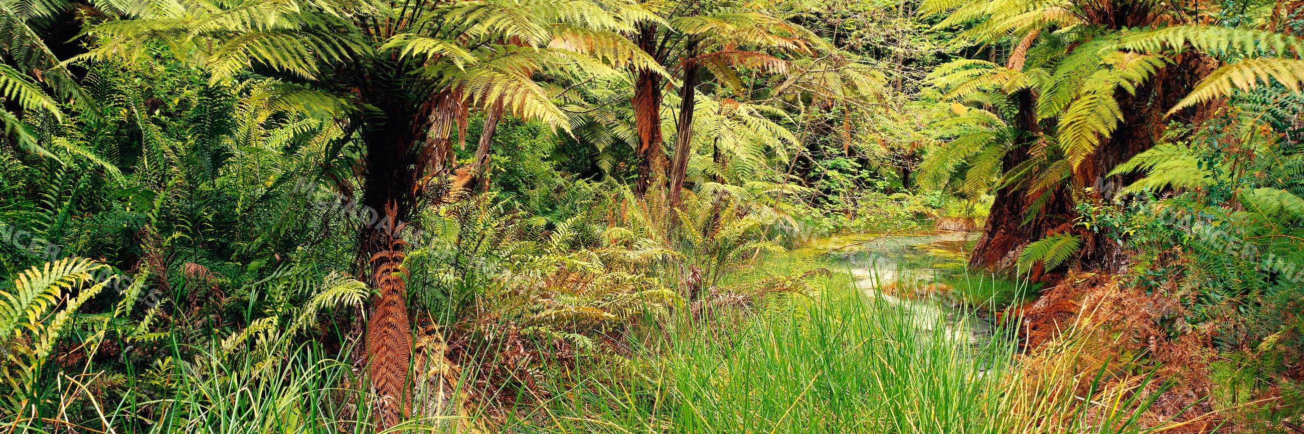 Whaka forest interior with dense tree ferns and stream