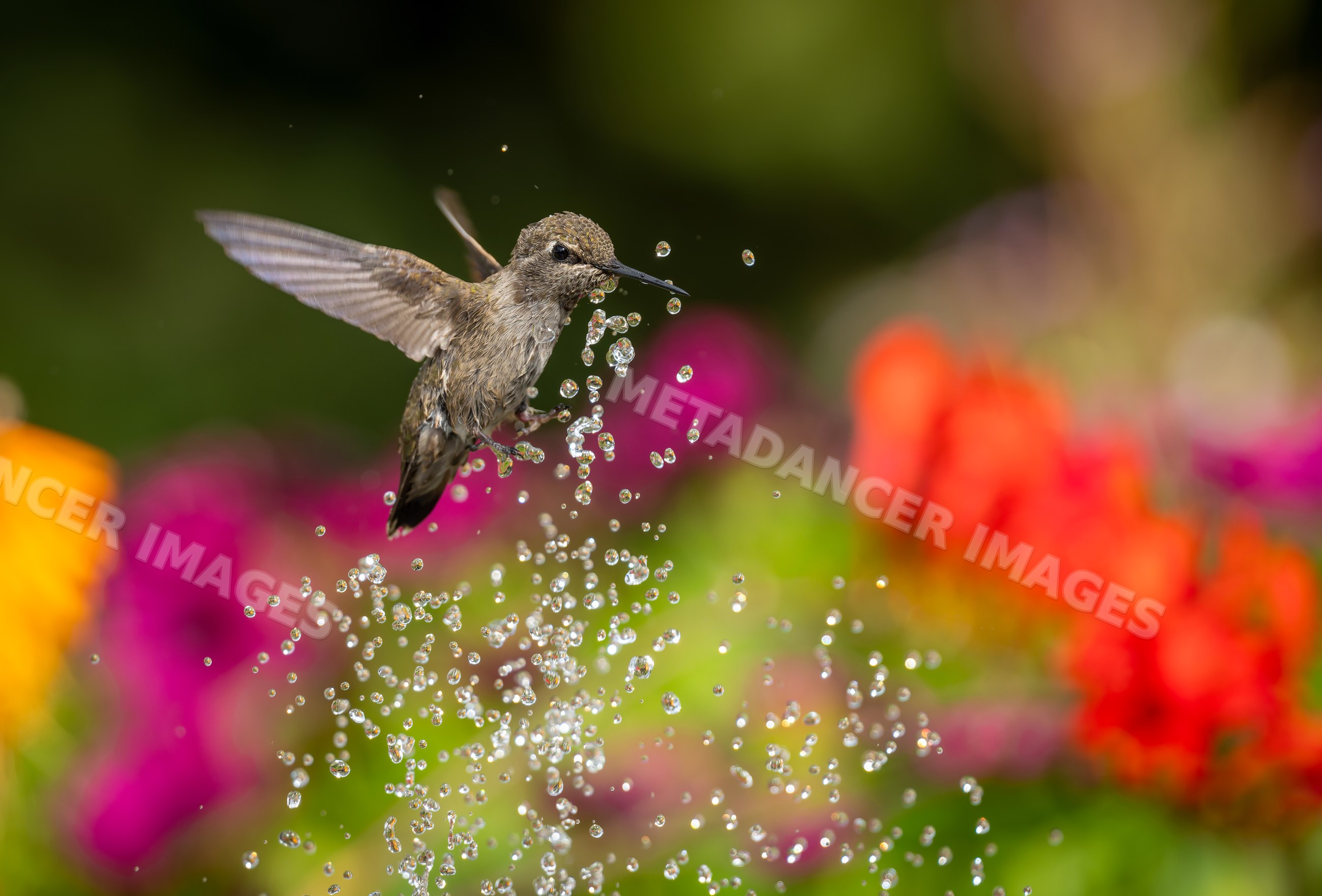 Hummingbird hovering near water droplets in blooming garden