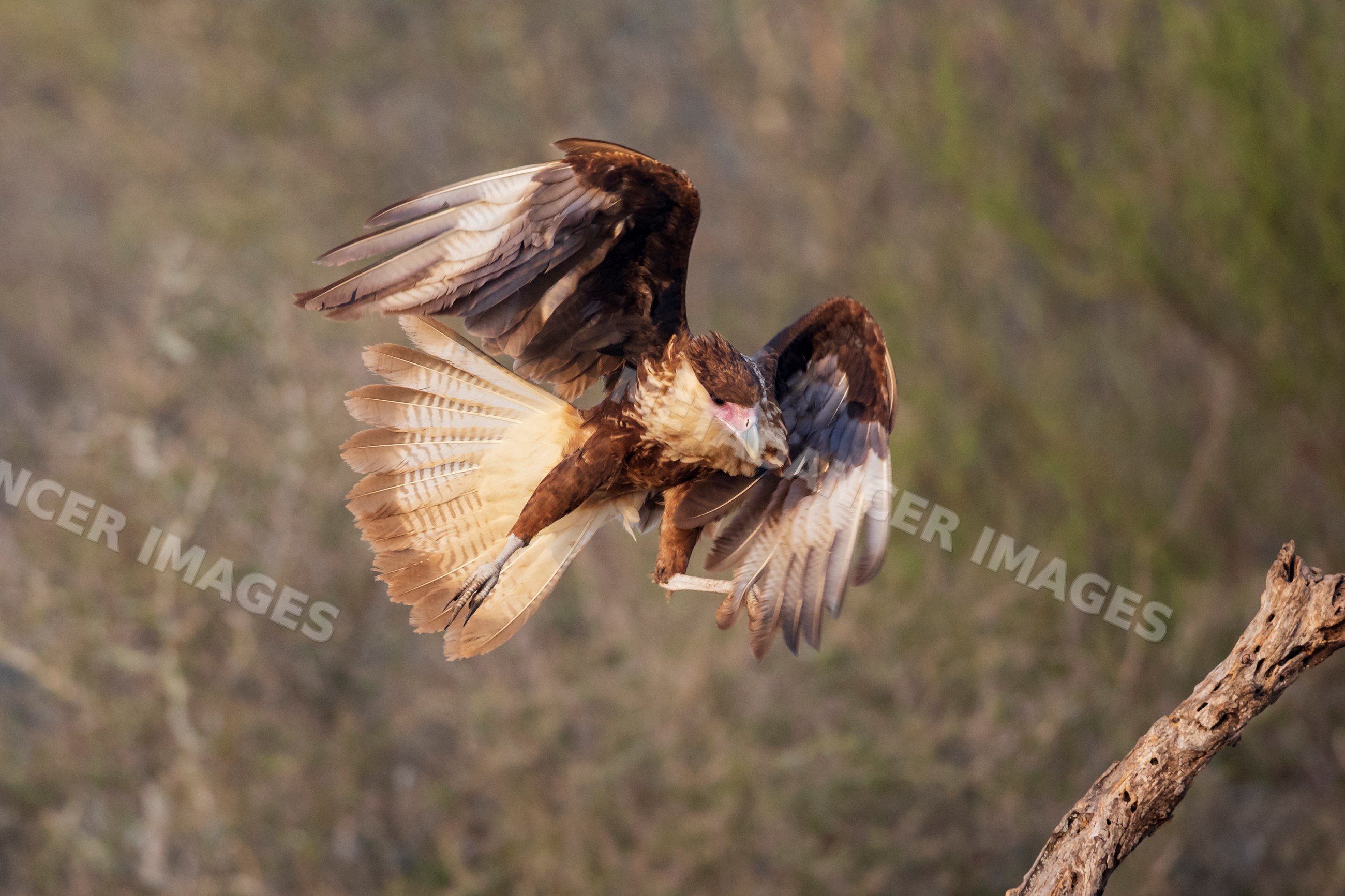 Juvenile crested caracara landing on dead tree in texas ranch
