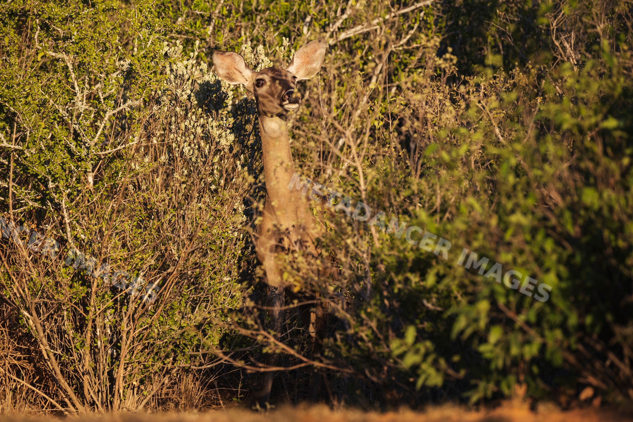 White-Tailed Deer Doe emerging from brush at santa clara Ranch