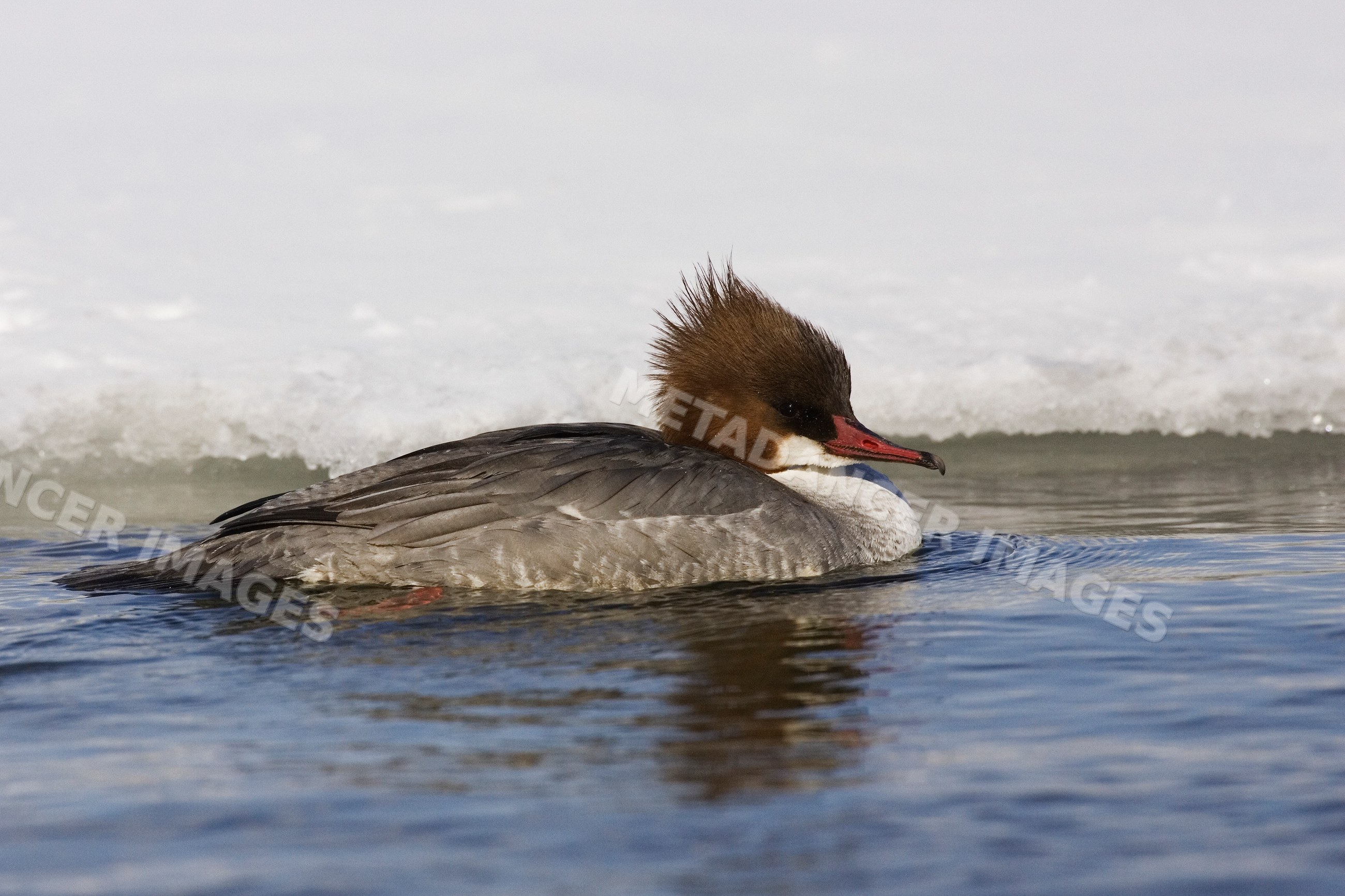 Merganser duck swimming in icy lake kussharo, hokkaido, Japan
