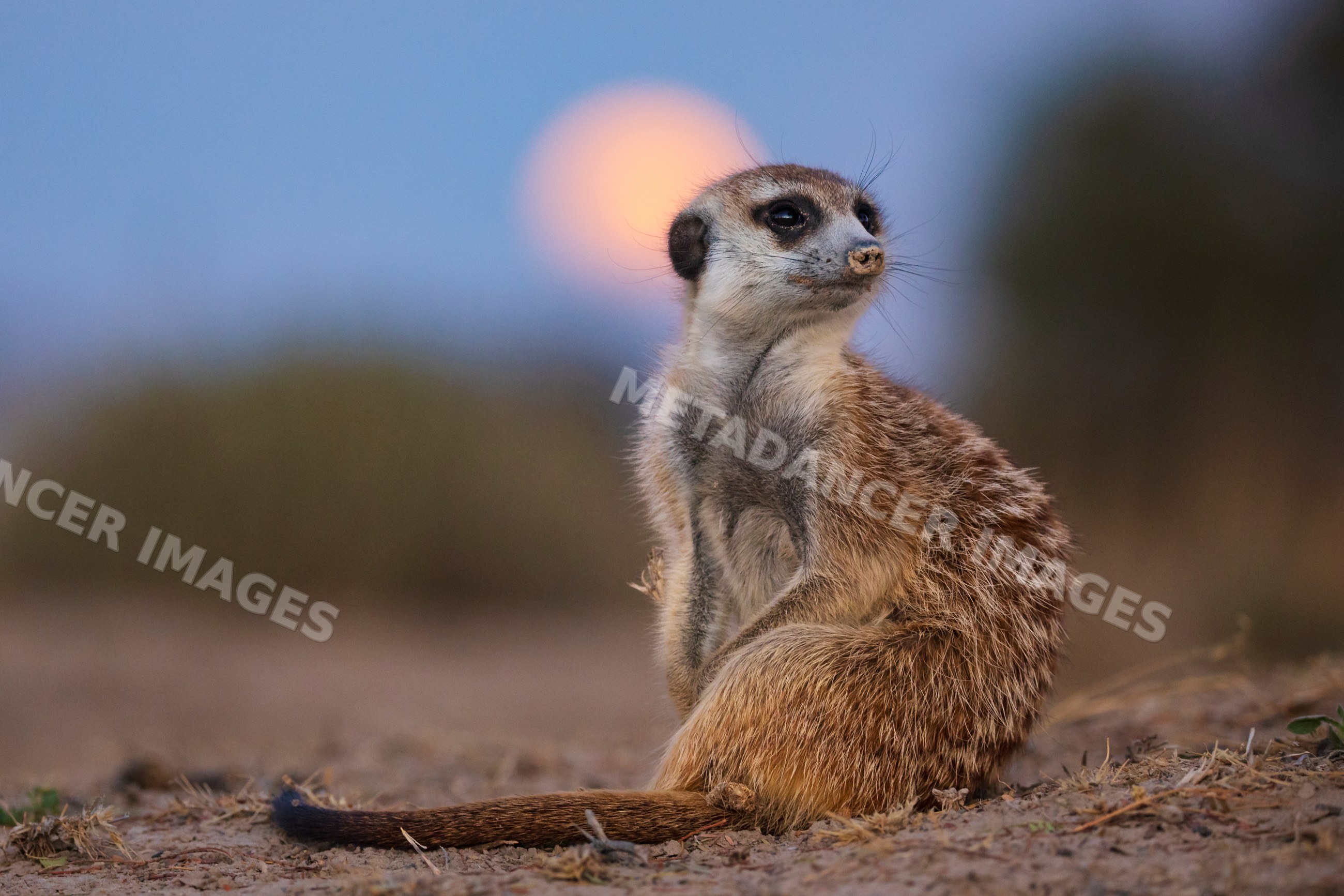 Meerkat sitting during moonrise in Kalahari Desert South Africa