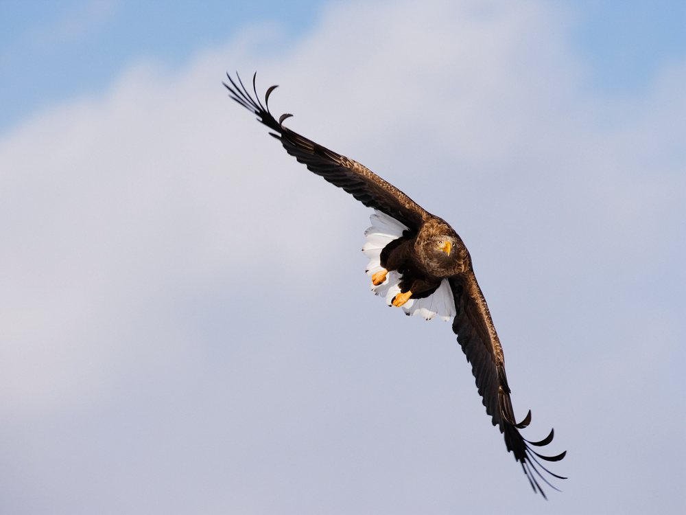 White-tailed eagle soaring in flight over hokkaido, japan