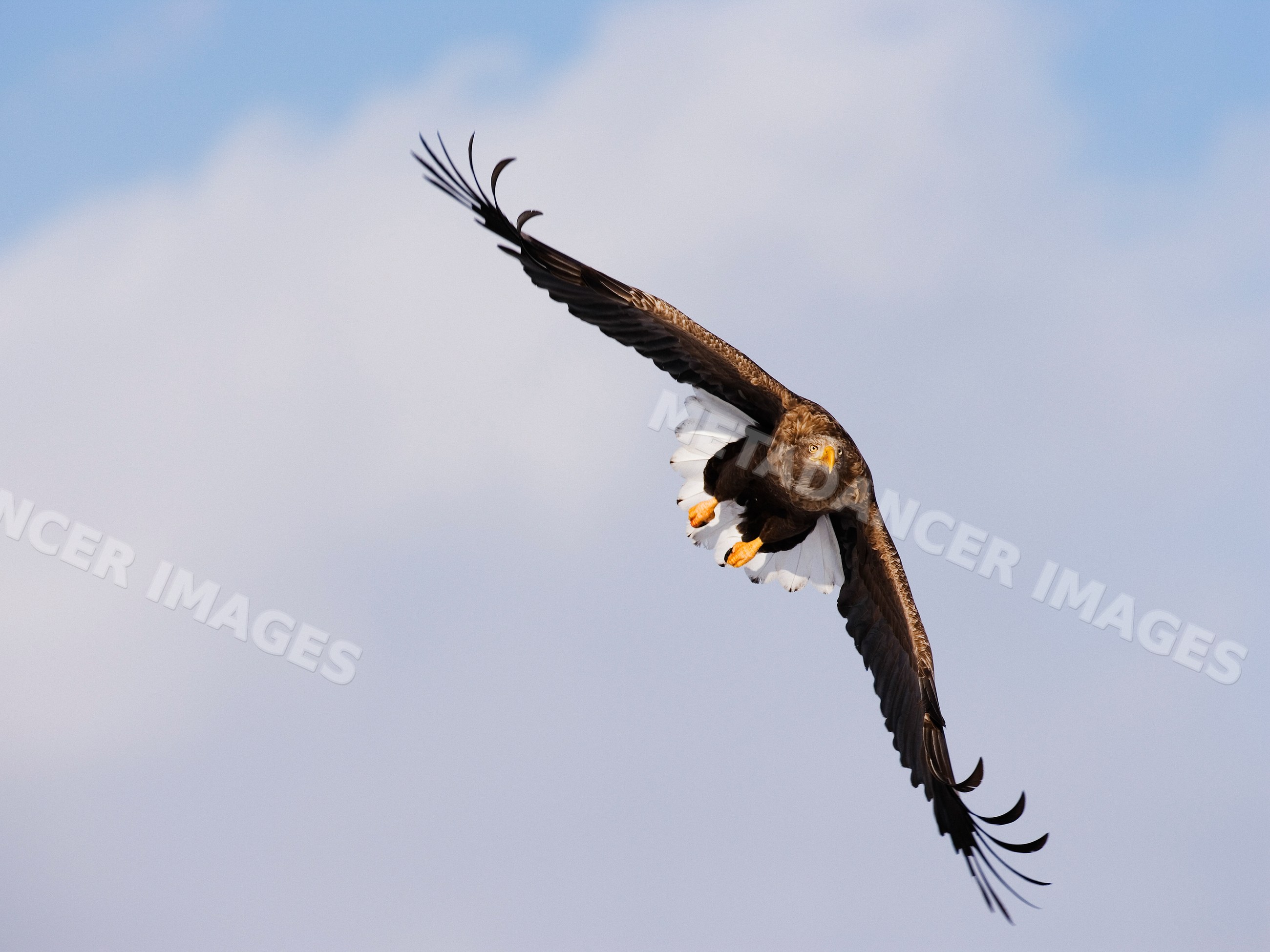 White-tailed eagle soaring in flight over hokkaido, japan