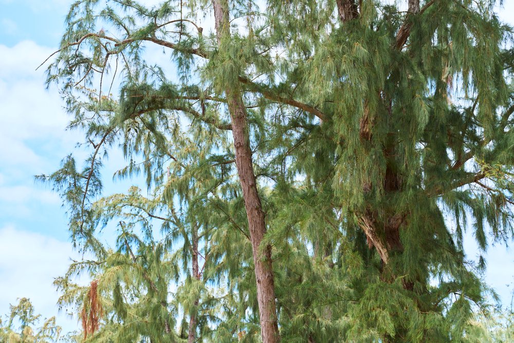 Pine trees with green needles and textured trunks under blue sky