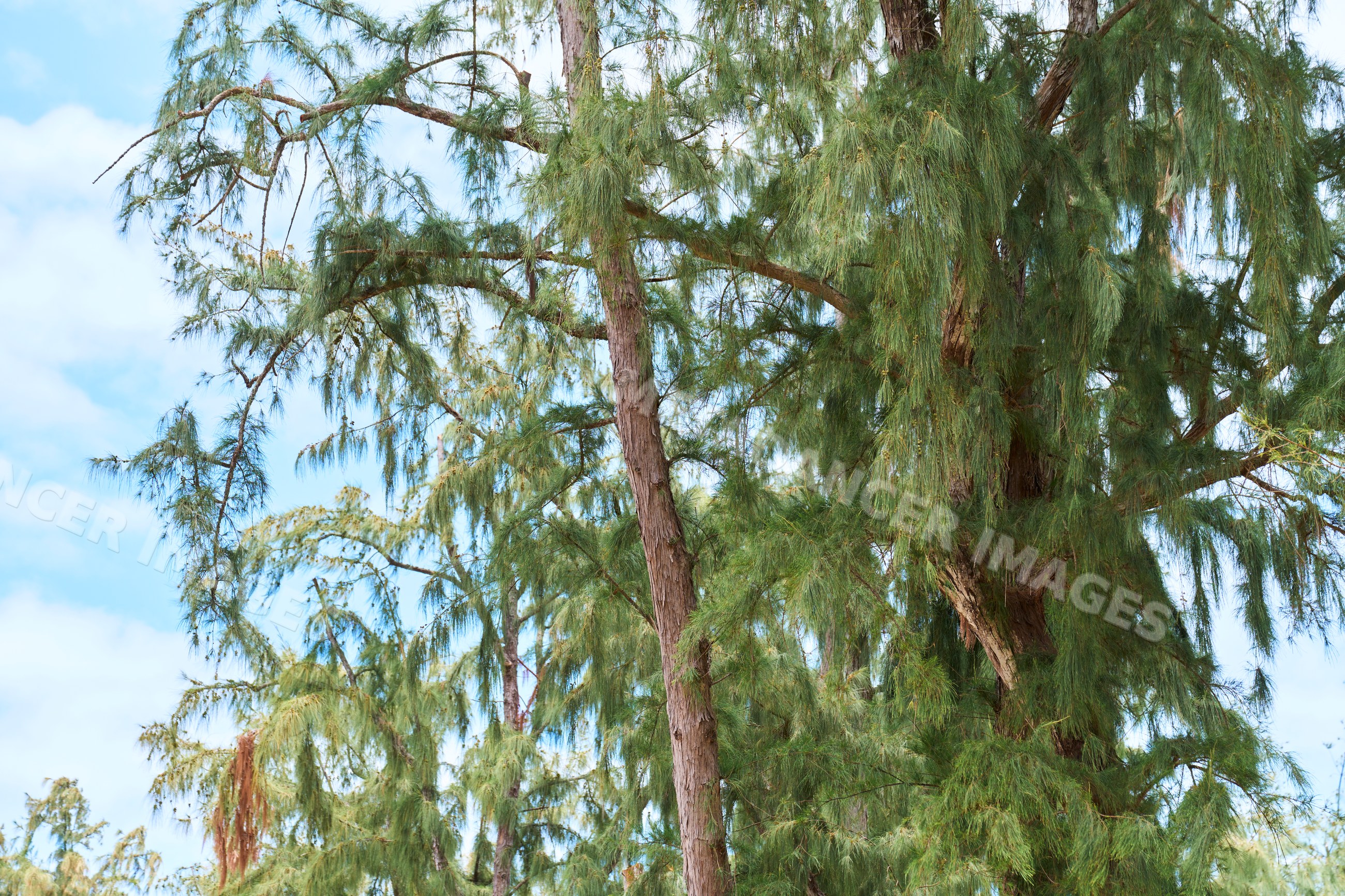 Pine trees with green needles and textured trunks under blue sky