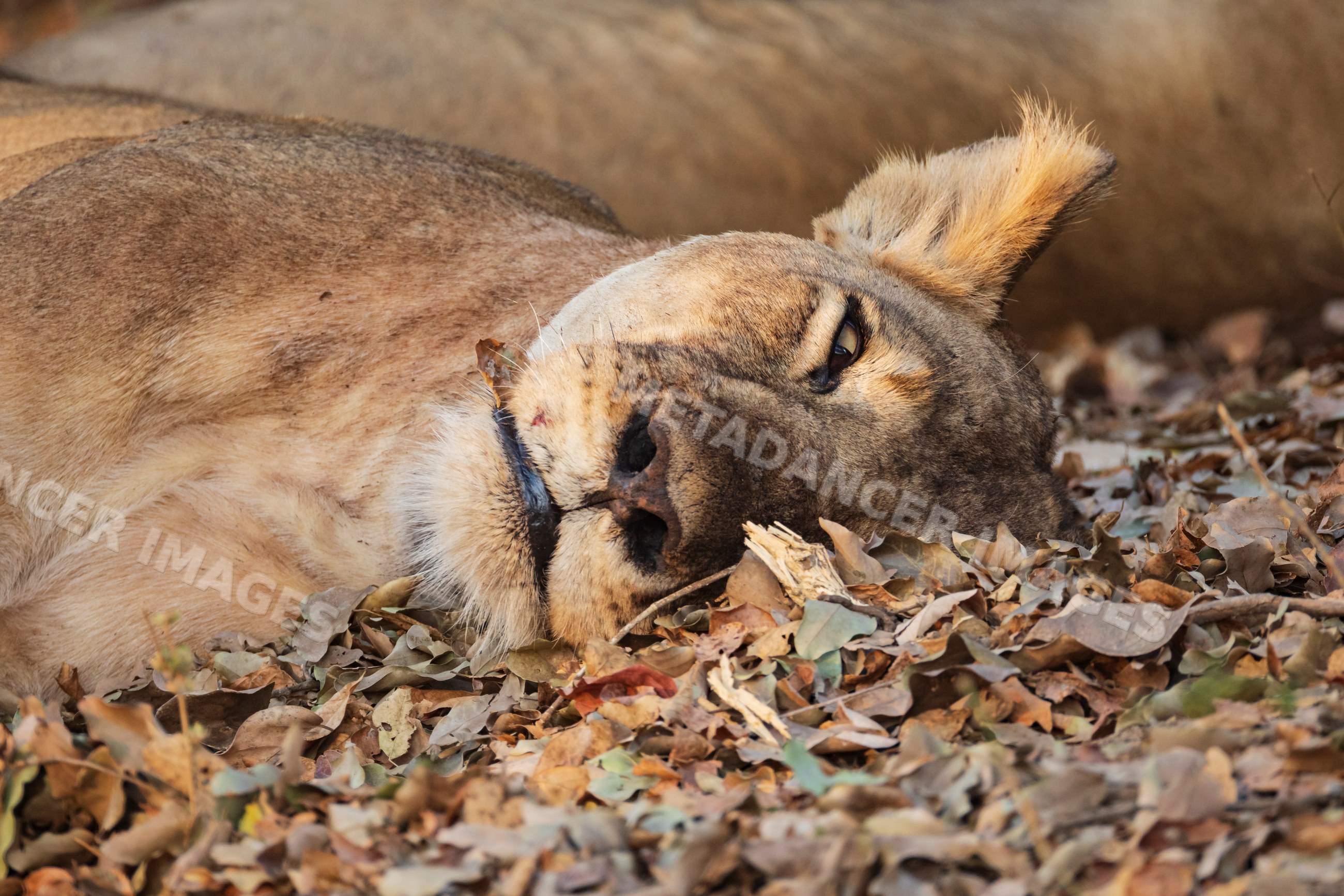 Sleeping lioness resting on dry leaves in South Luangwa national park