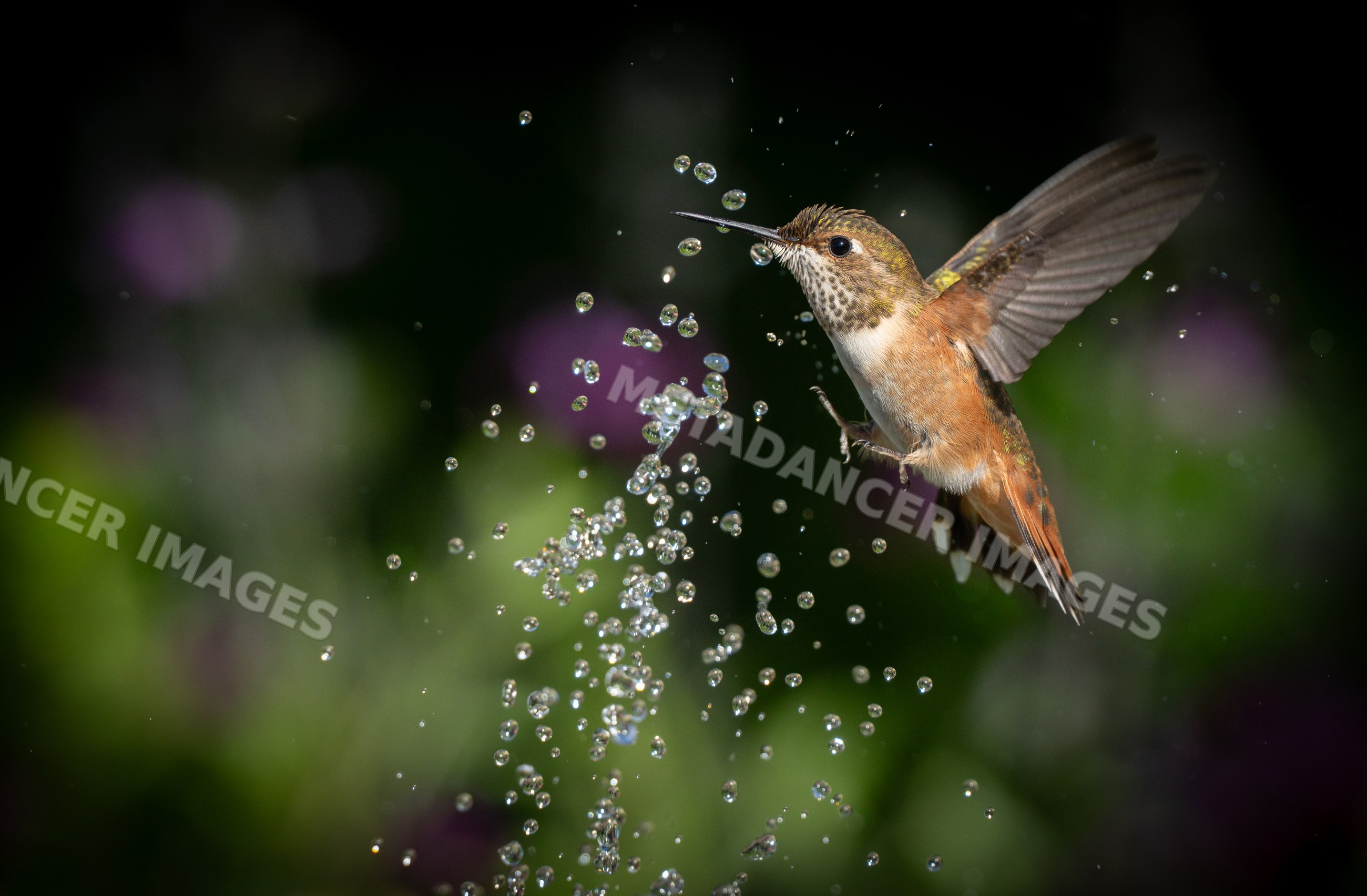 Hummingbird flying through water droplets in garden