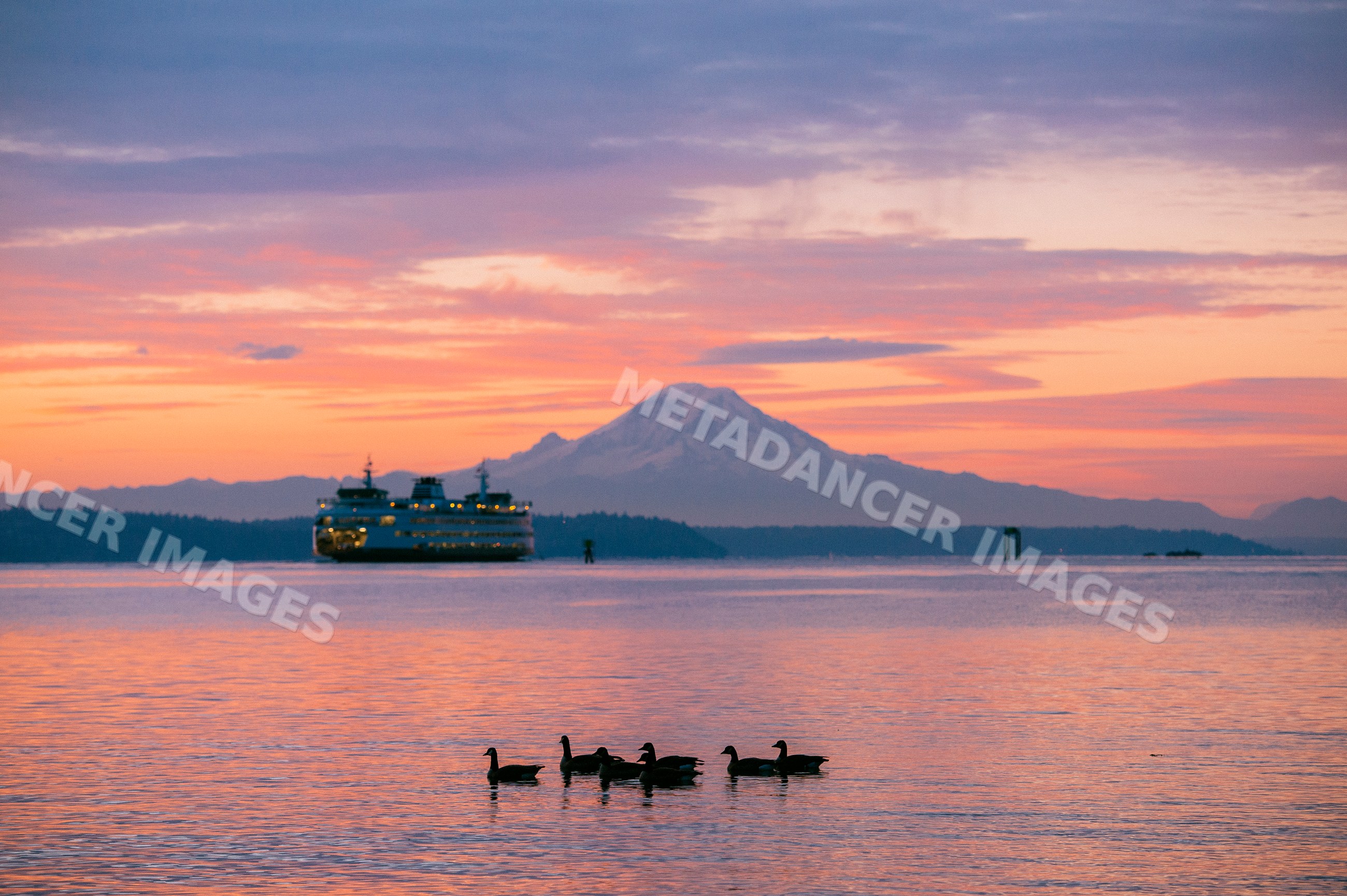 Sunset view of mount rainier with ferry and geese
