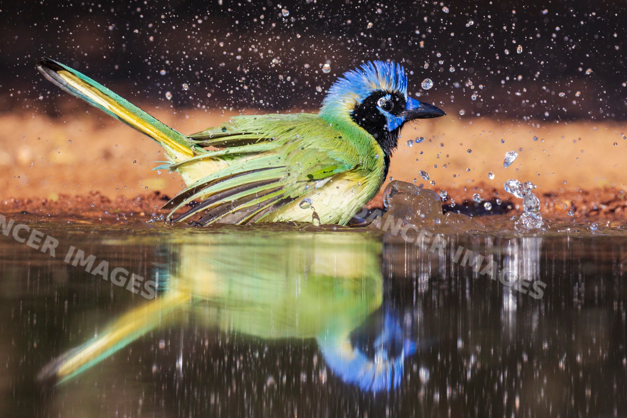 Green jay bathing and splashing in waterhole