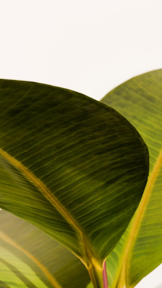 Close-up of green banana leaves with detailed veins and natural