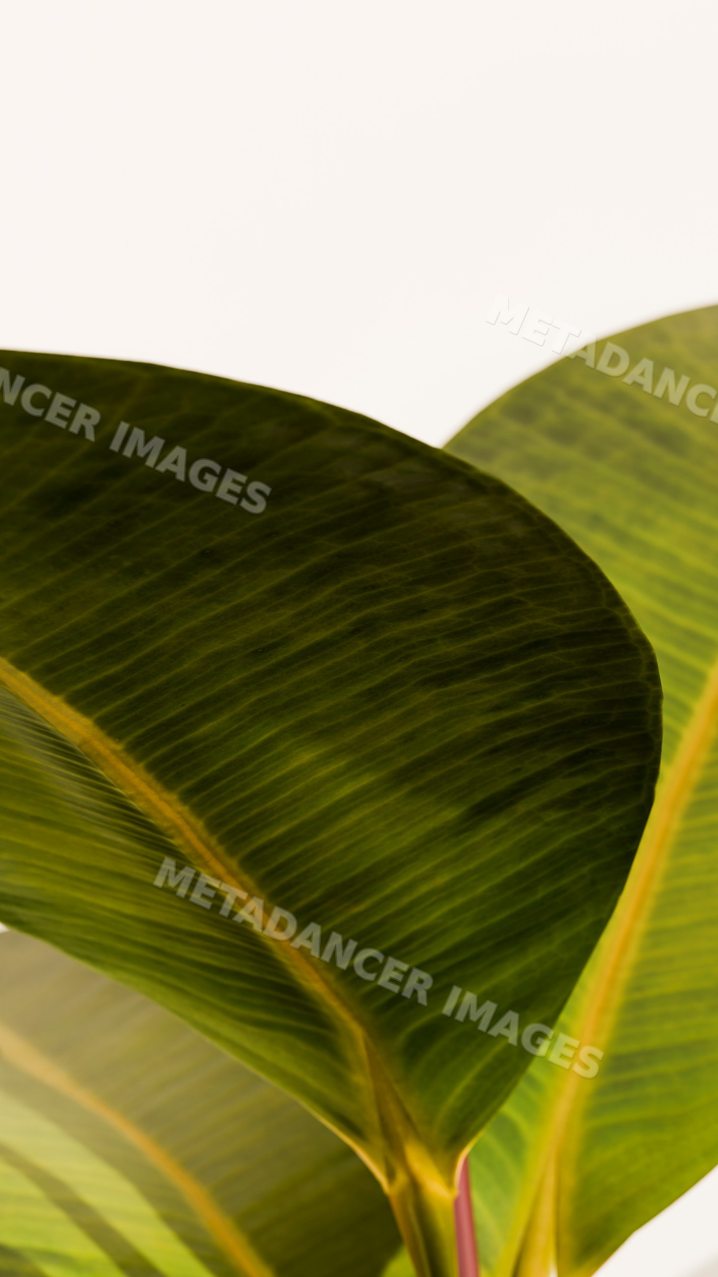Close-up of green banana leaves with detailed veins and natural