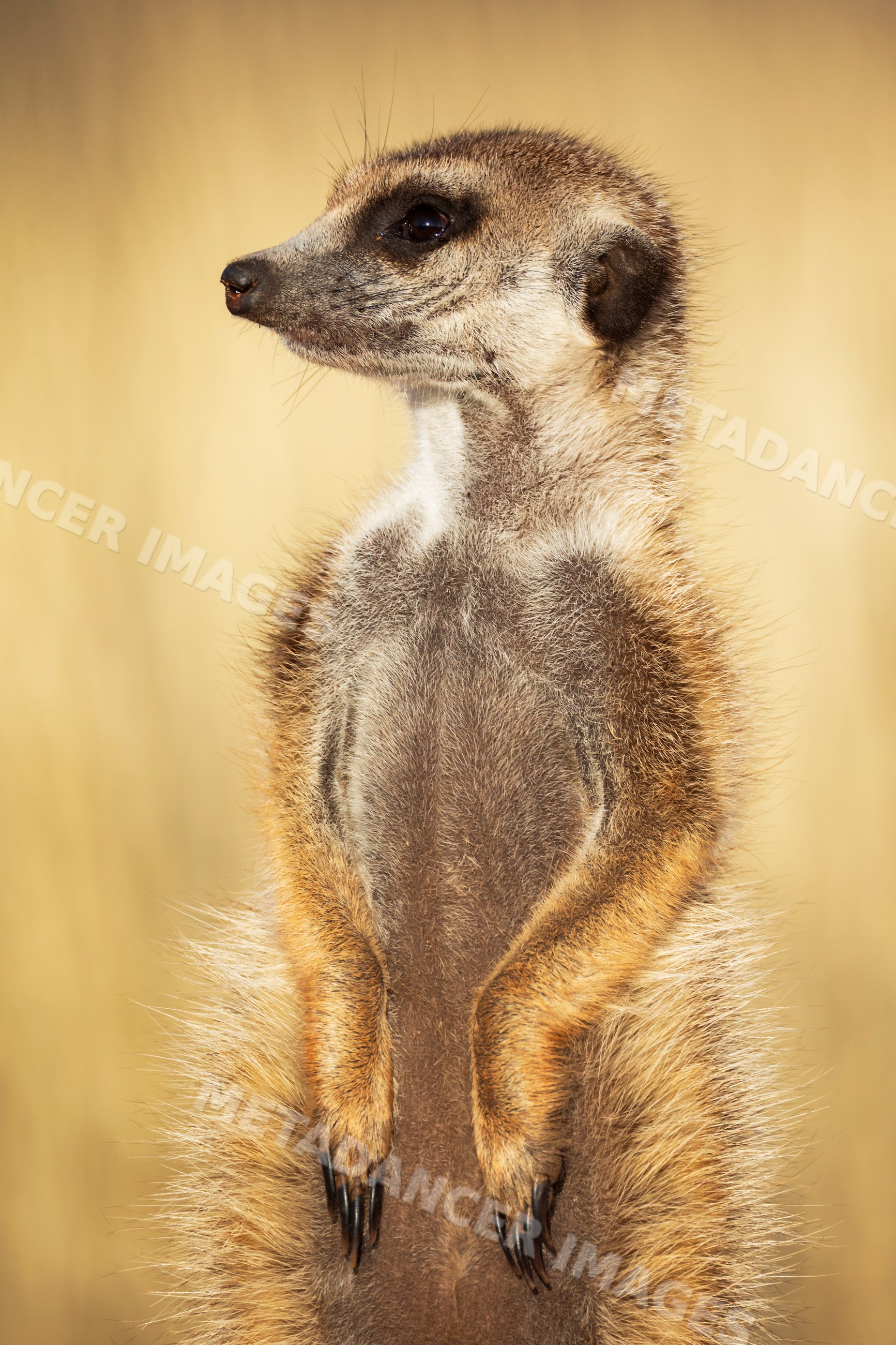 Meerkat standing alert in the Kalahari Desert, South Africa