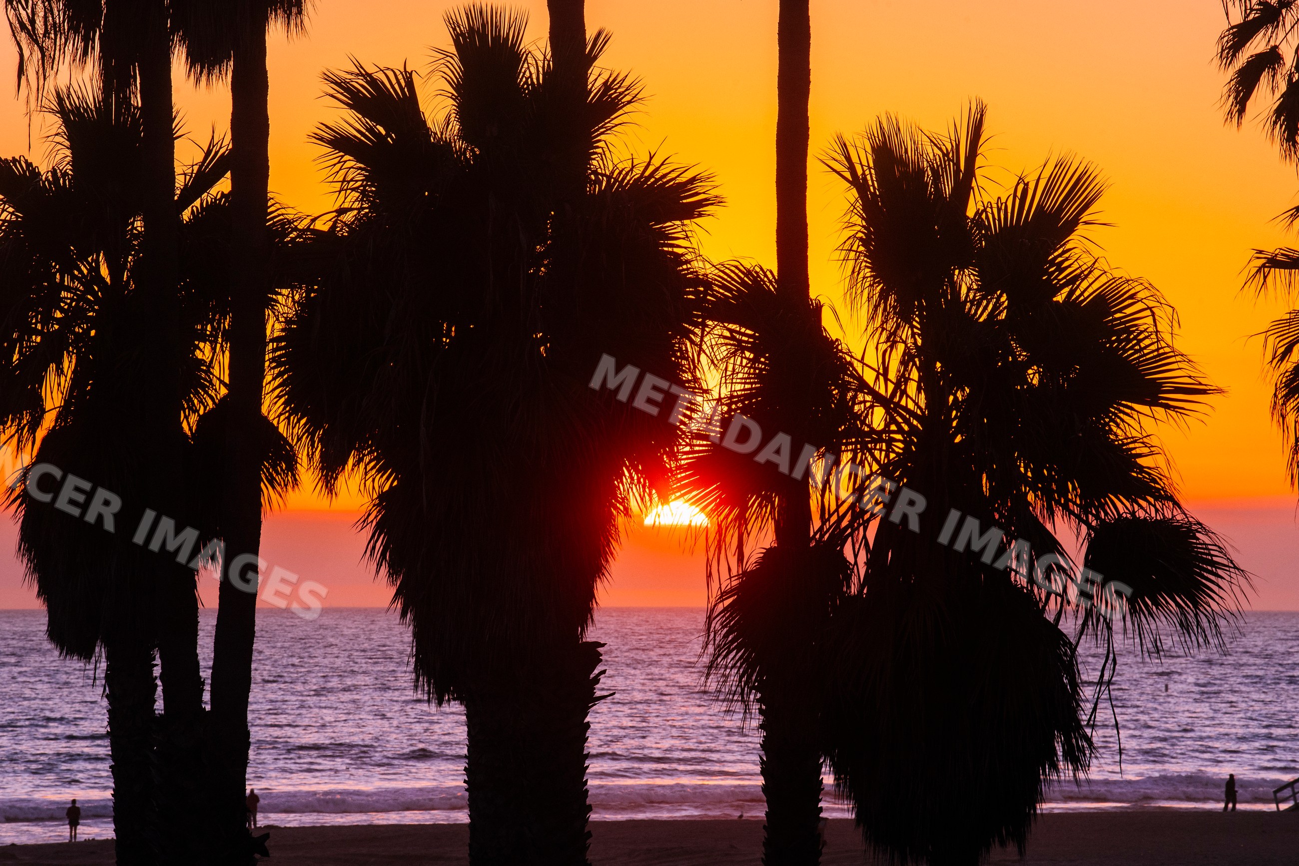 Palm trees silhouetted at sunset over ocean beach in a beach