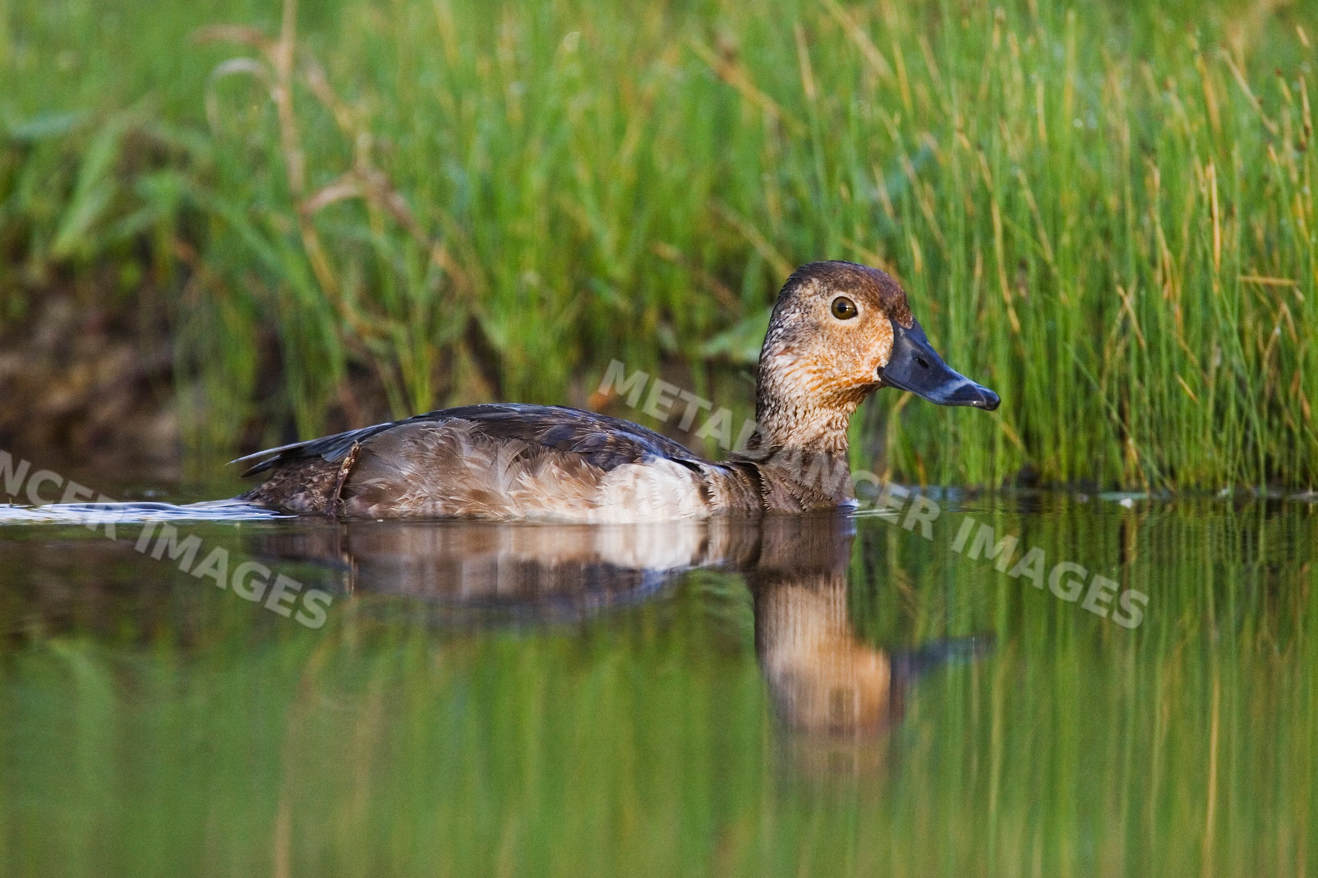 Ring-necked duck swimming in a pond in Texas, USA