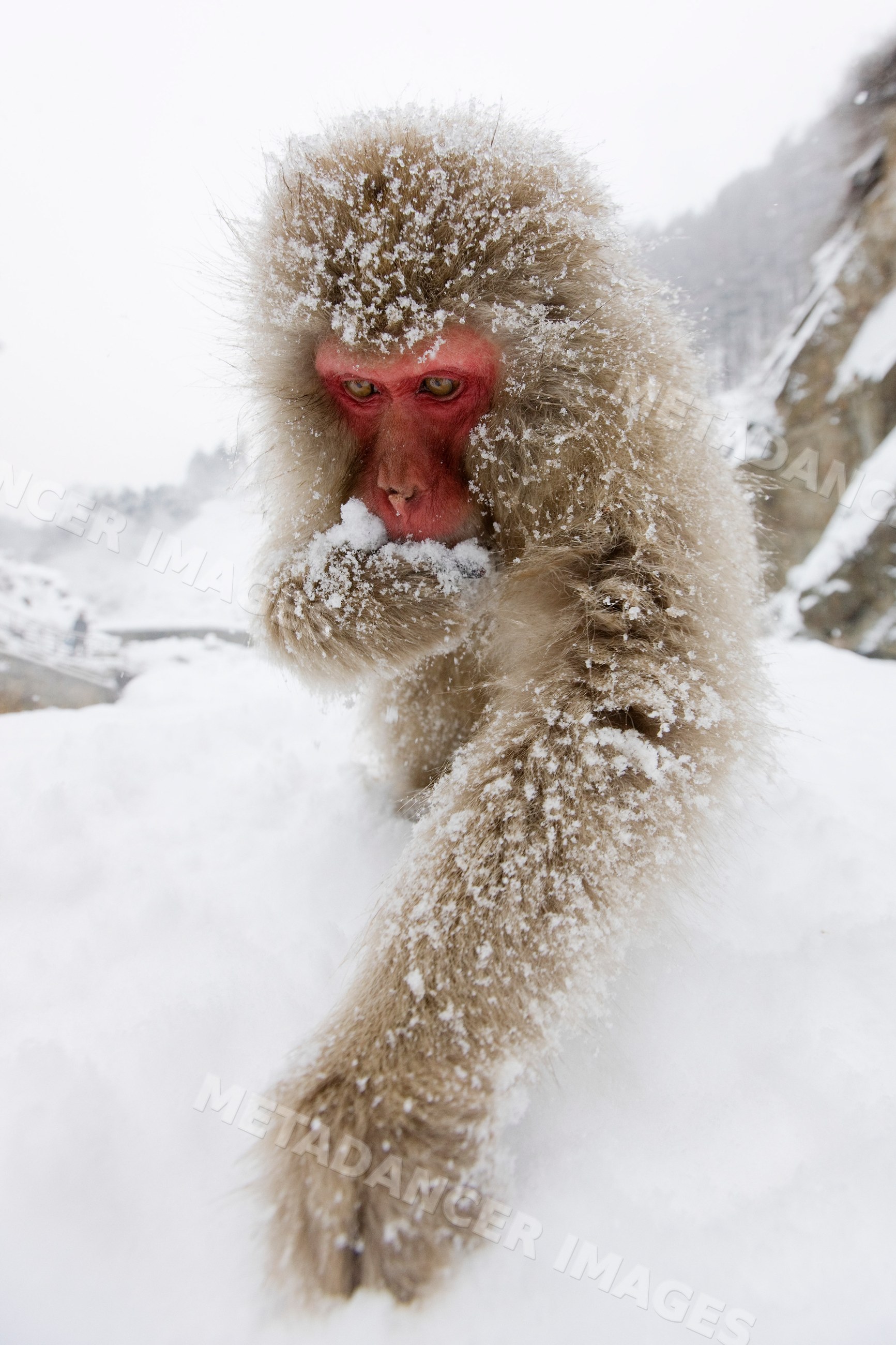 Japanese macaque foraging in snowy nagano mountain environment