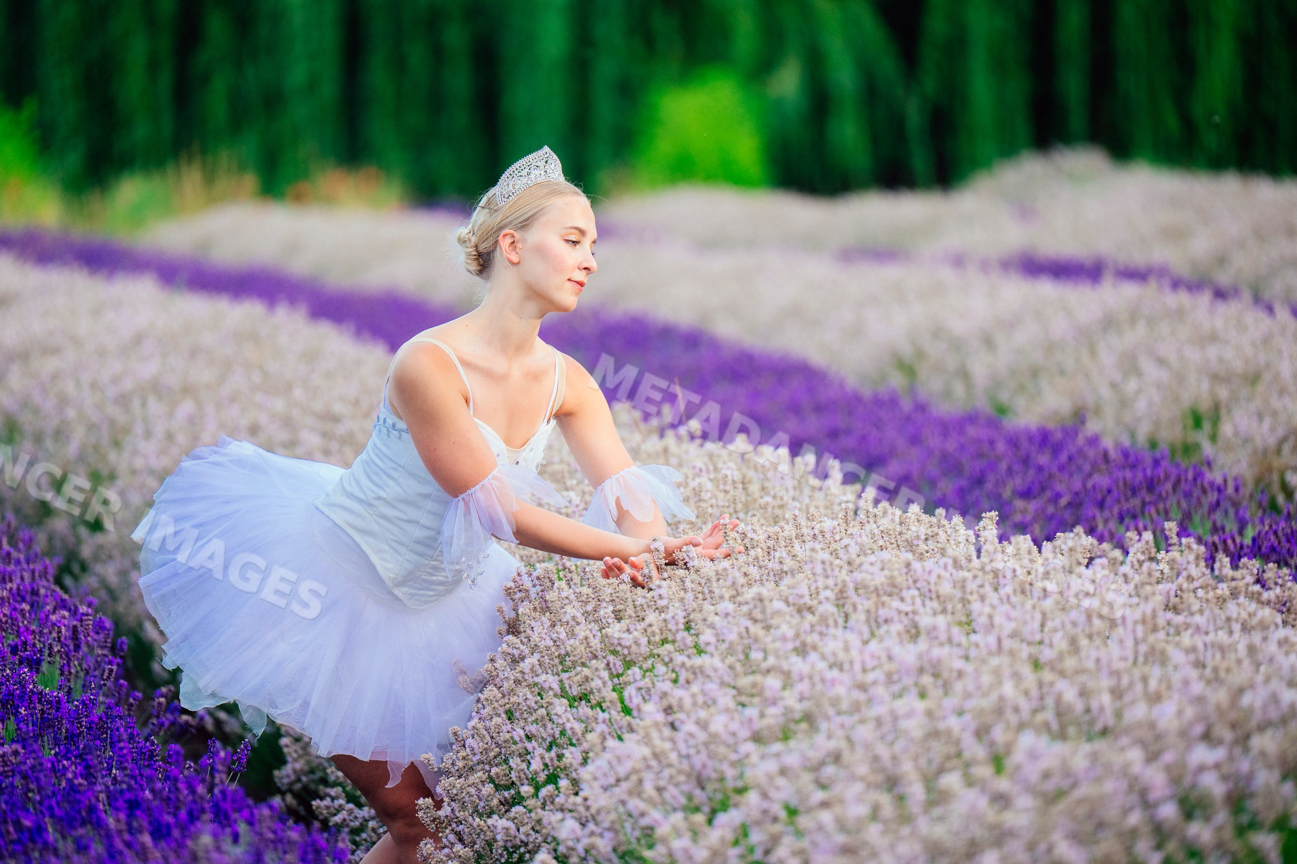 A ballerina gracefully poses in a lavender flower field in WA, USA