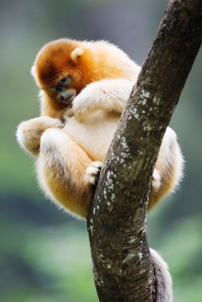 Golden monkey perched in a tree china