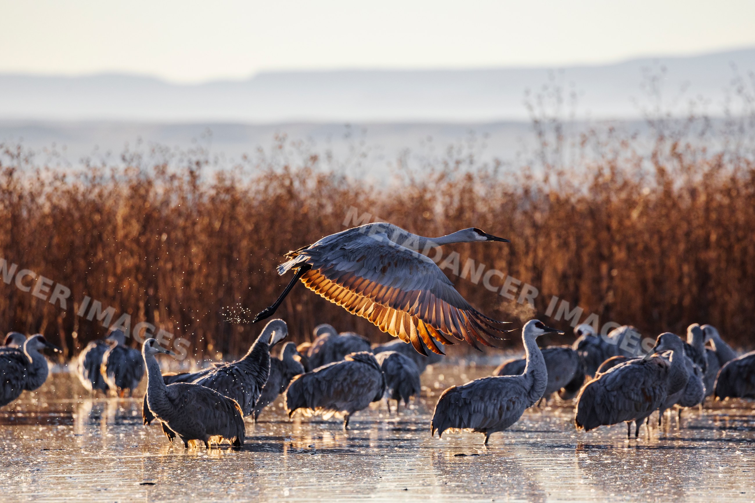 Sandhill crane taking off from a roosting pond at ladd s gordon