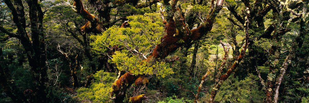 Beech trees covered with lichen in dense forest