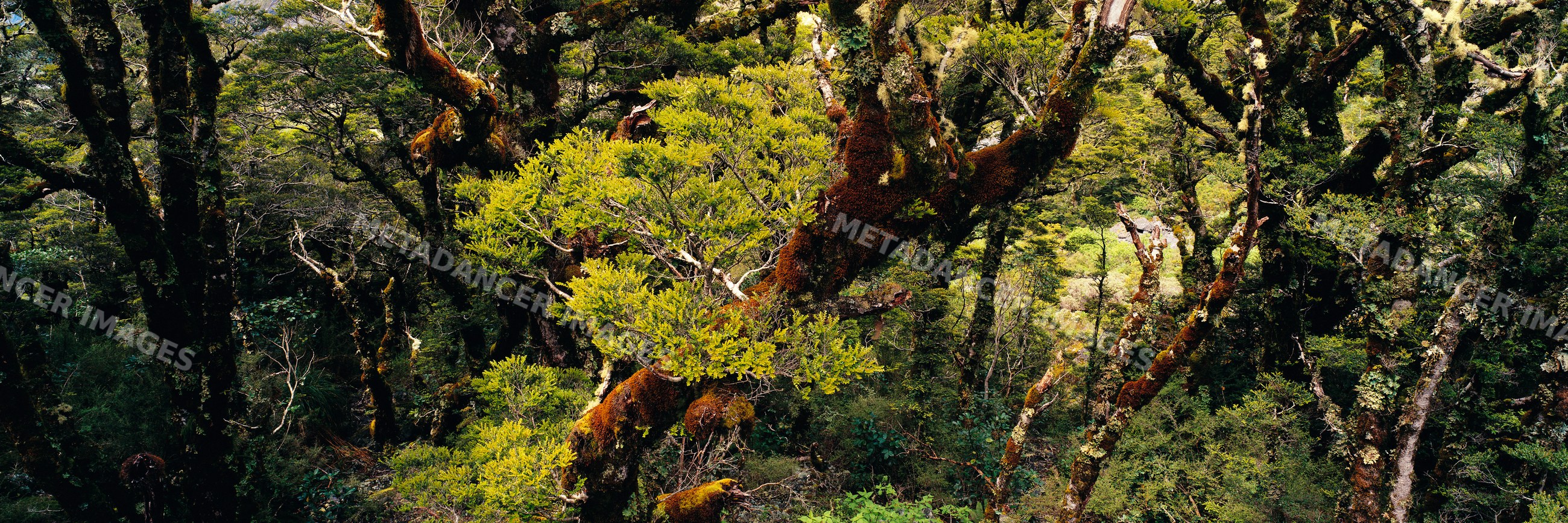 Beech trees covered with lichen in dense forest