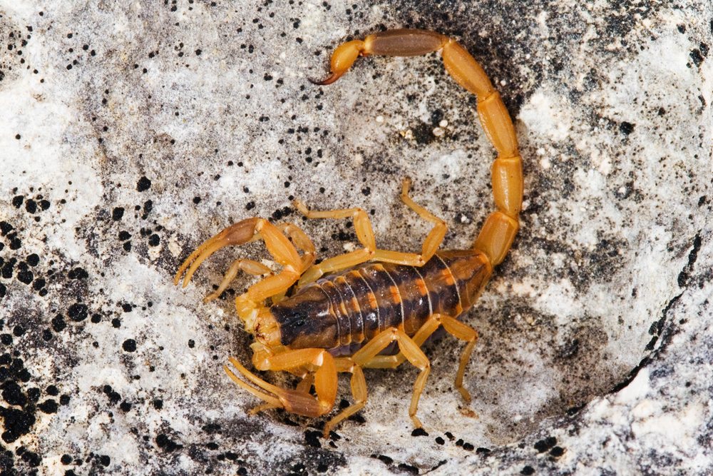 Scorpion on rock in Texas wildlife setting