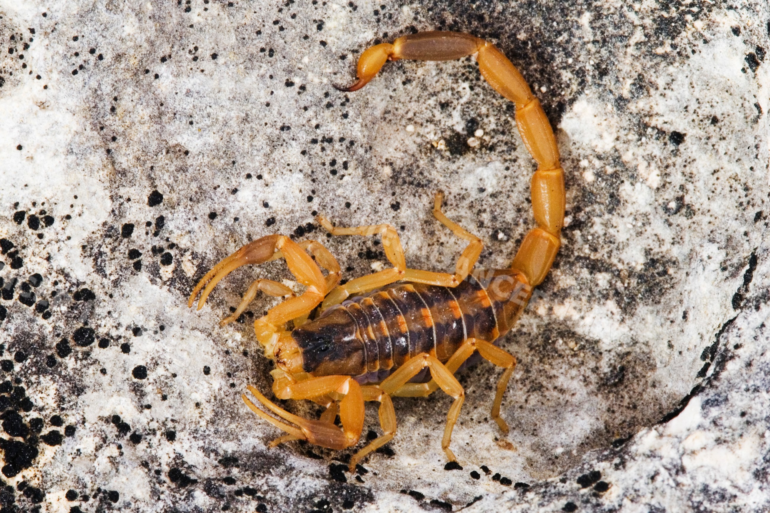 Scorpion on rock in Texas wildlife setting