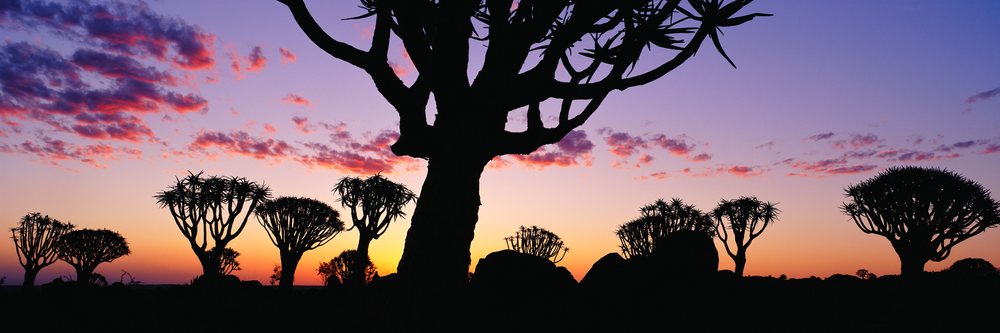 Quiver trees silhouetted at sunset namibia
