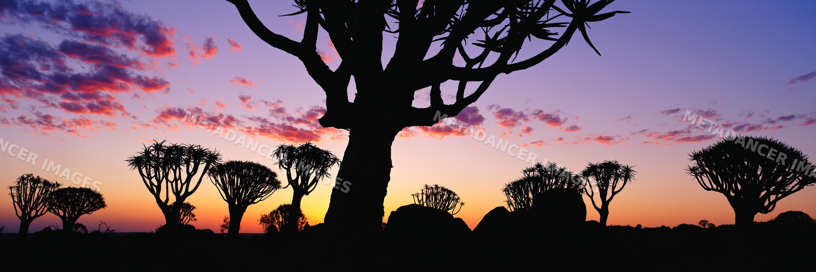 Quiver trees silhouetted at sunset namibia