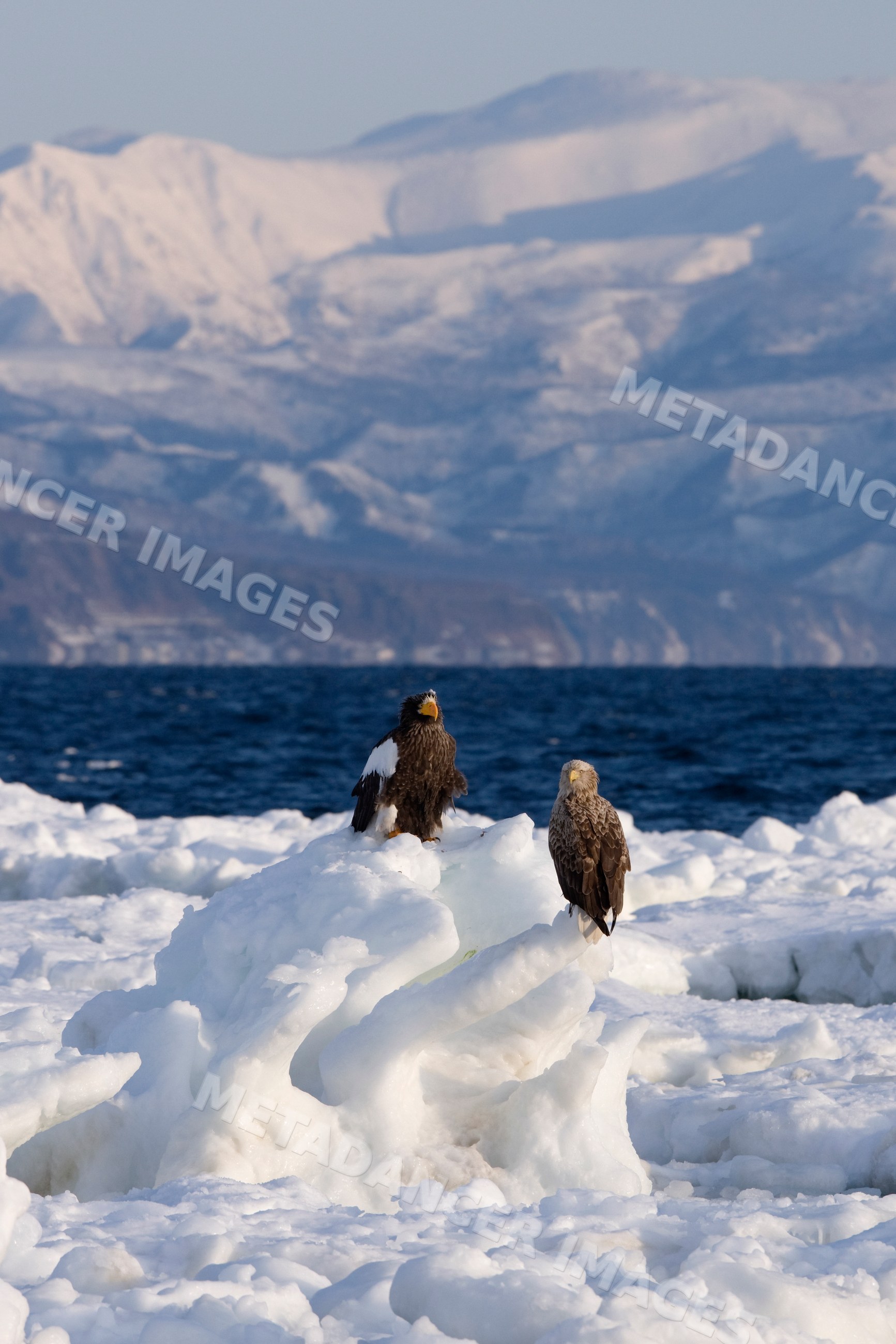 Steller's sea eagle and white-tailed eagle perched on ice floe