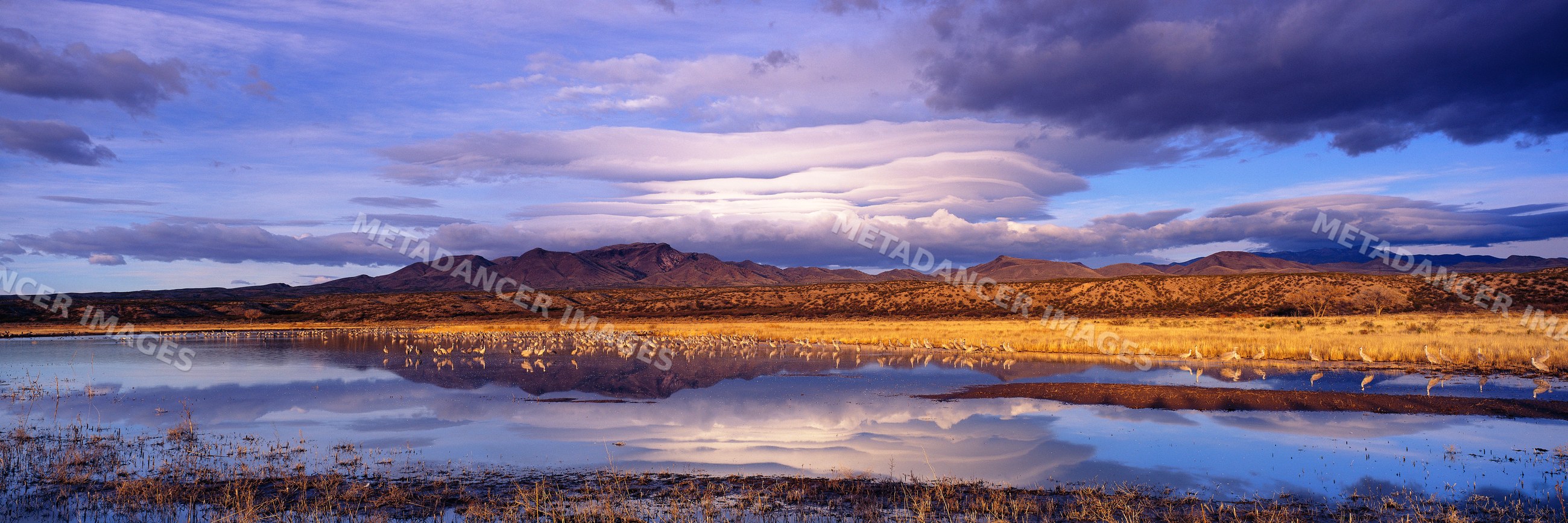 Sandhill cranes flock in wetland at bosque del apache national