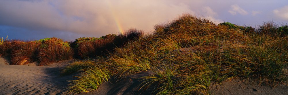 Rainbow behind grassy sand dune at sunset