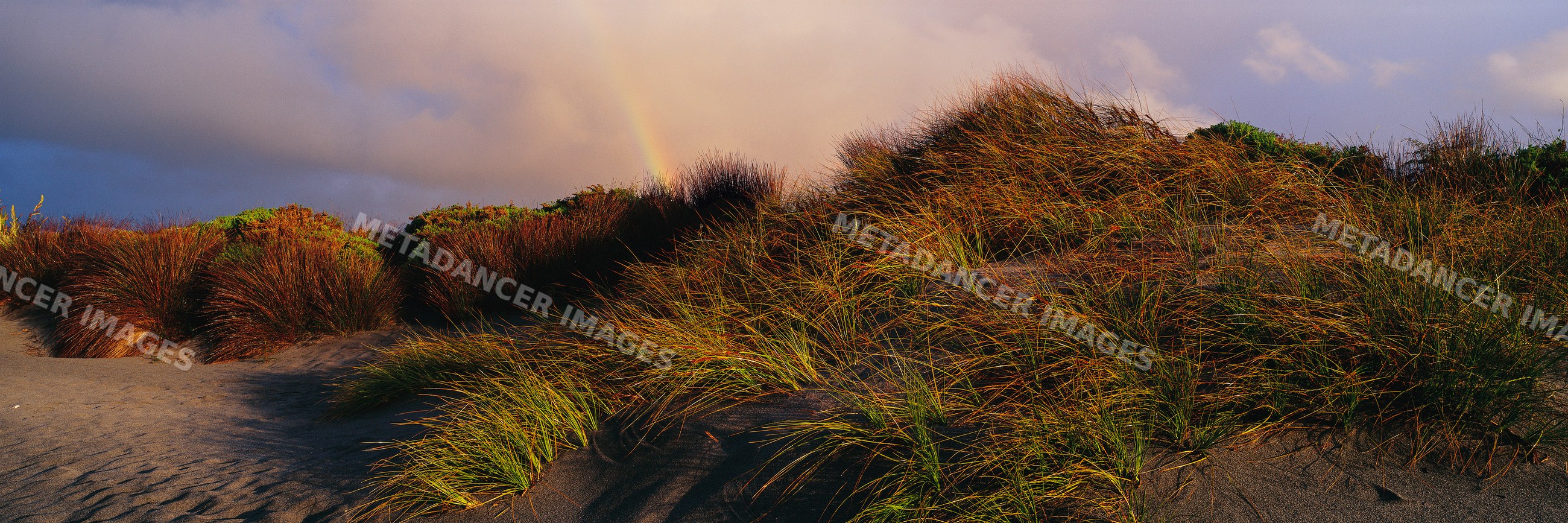 Rainbow behind grassy sand dune at sunset