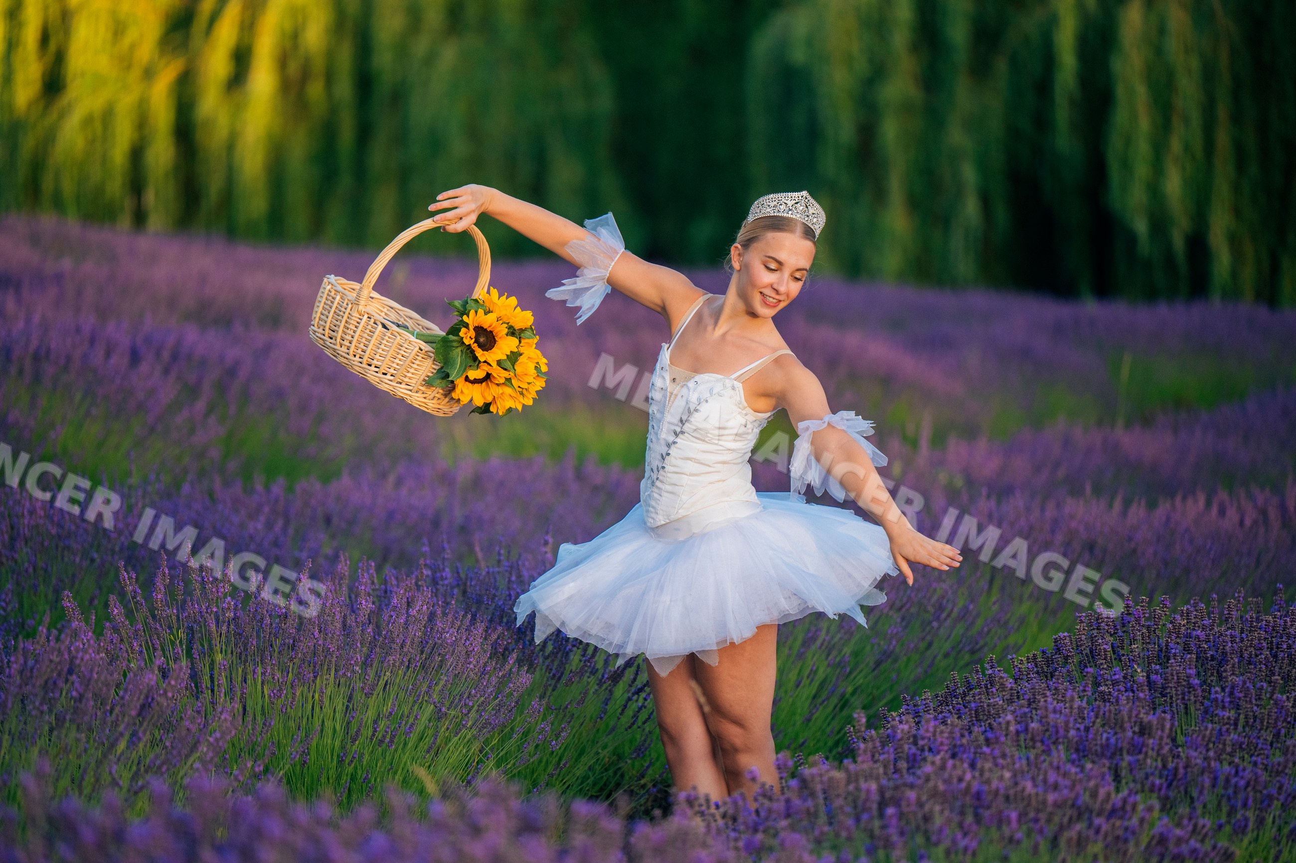 A ballerina dances gracefully in a lavender field holding sunflowers