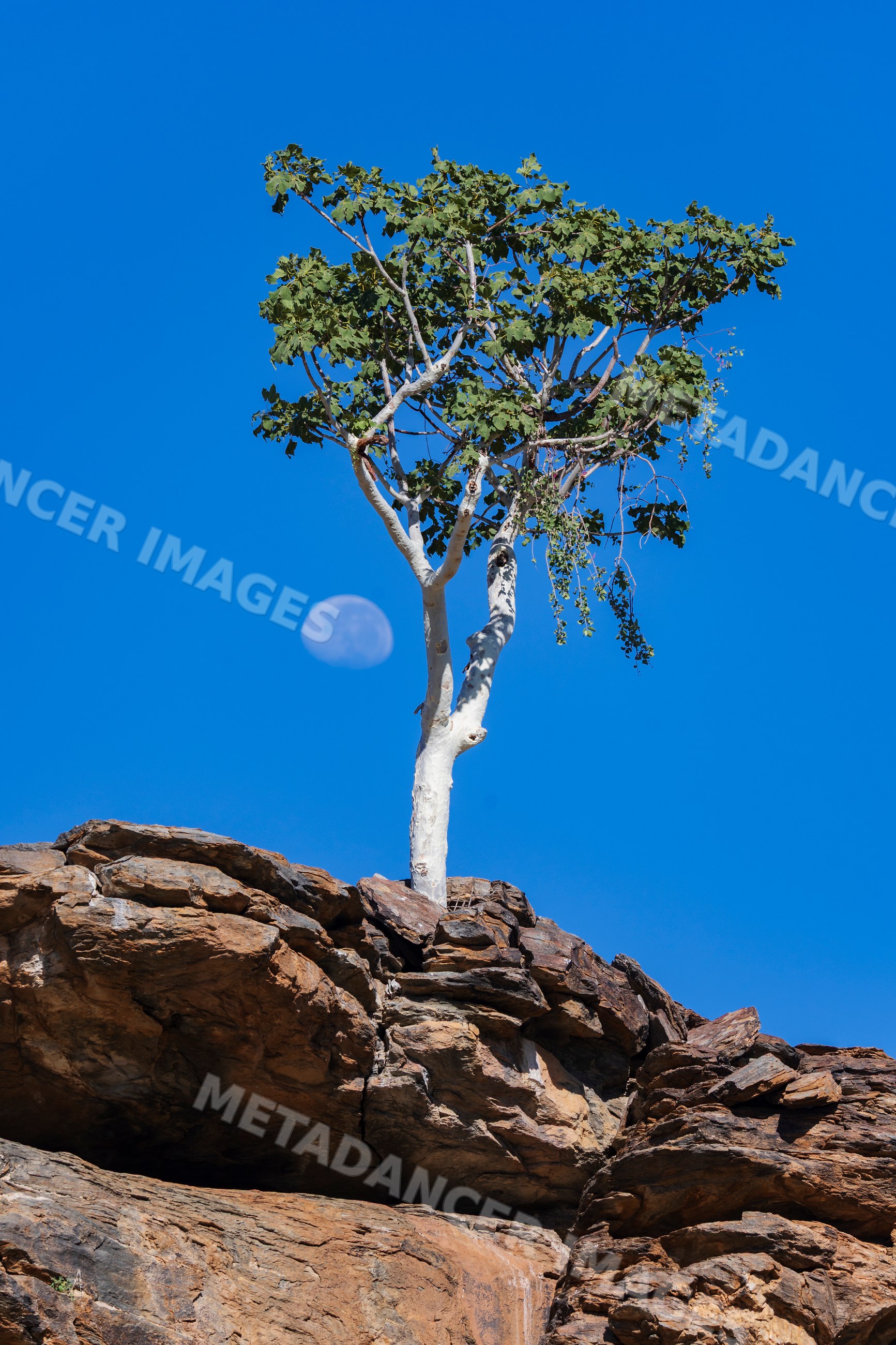 African Star-chestnut tree on rocky outcrop with moon