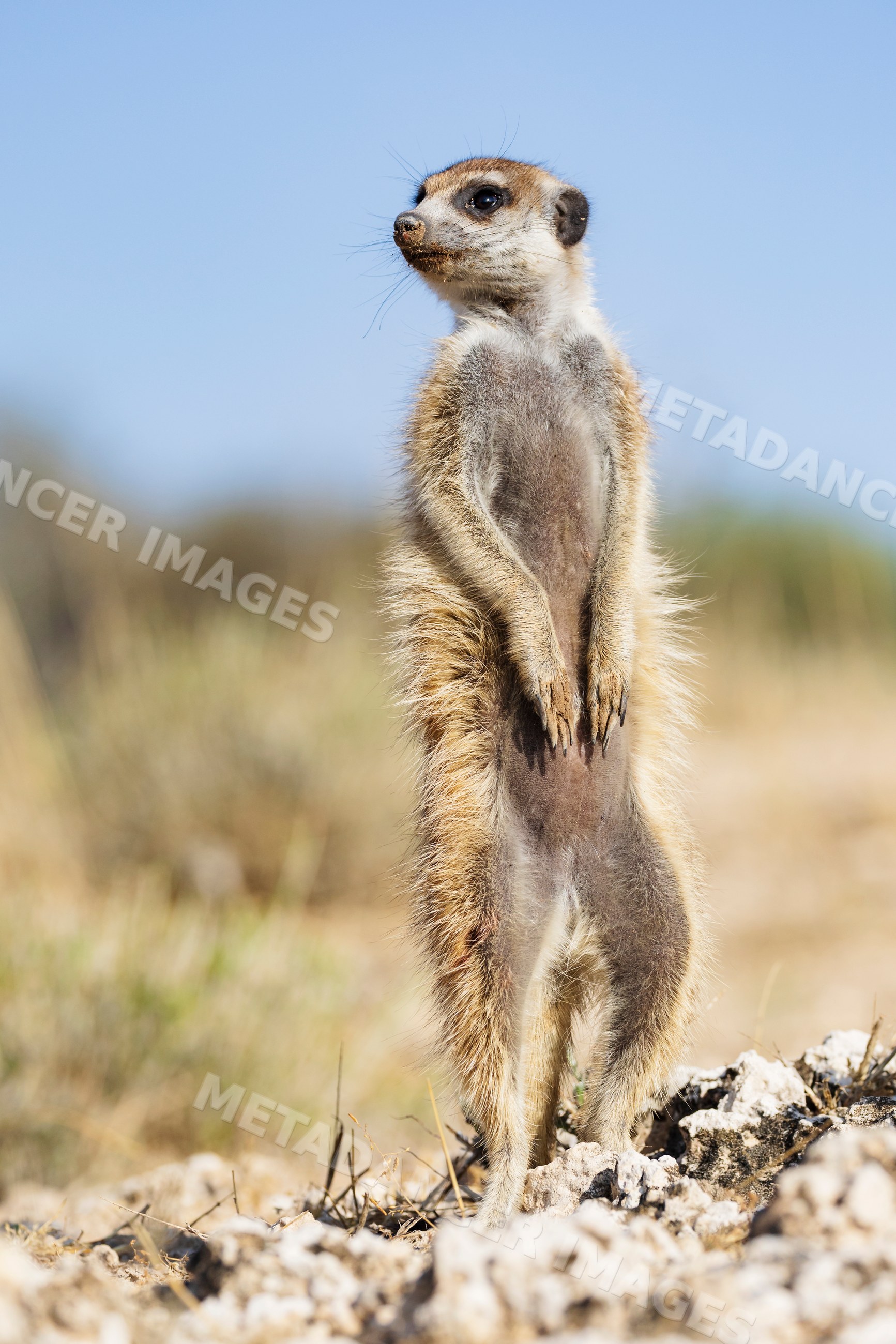 Meerkat standing on rocky terrain in the Kalahari Desert South Africa